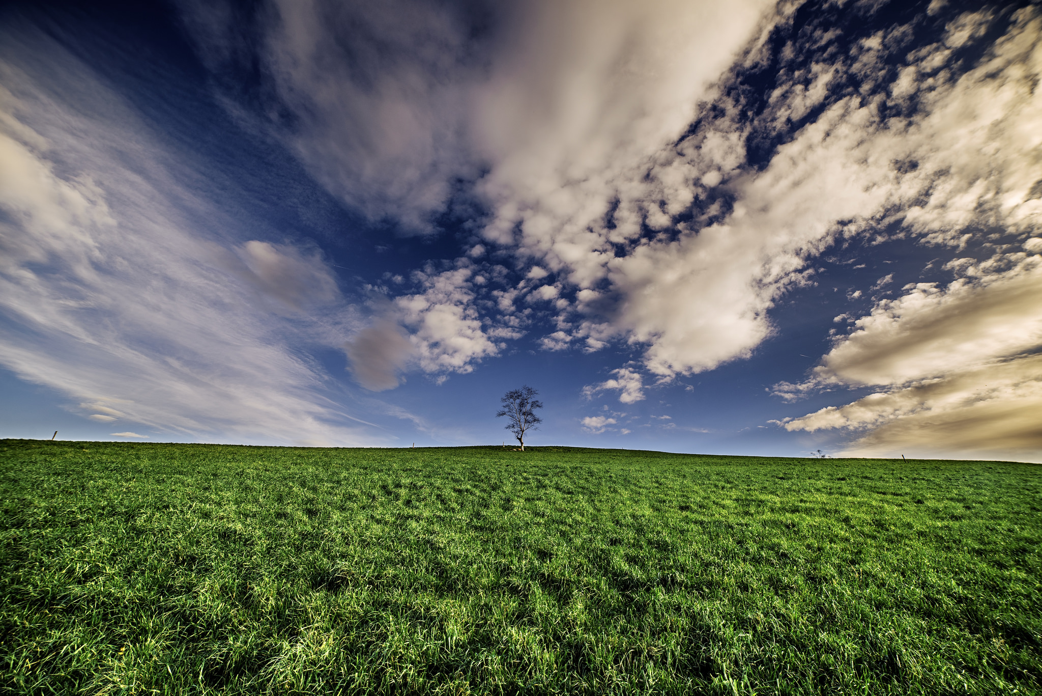 Фото бесплатно одинокое дерево, трава, зеленое поле
