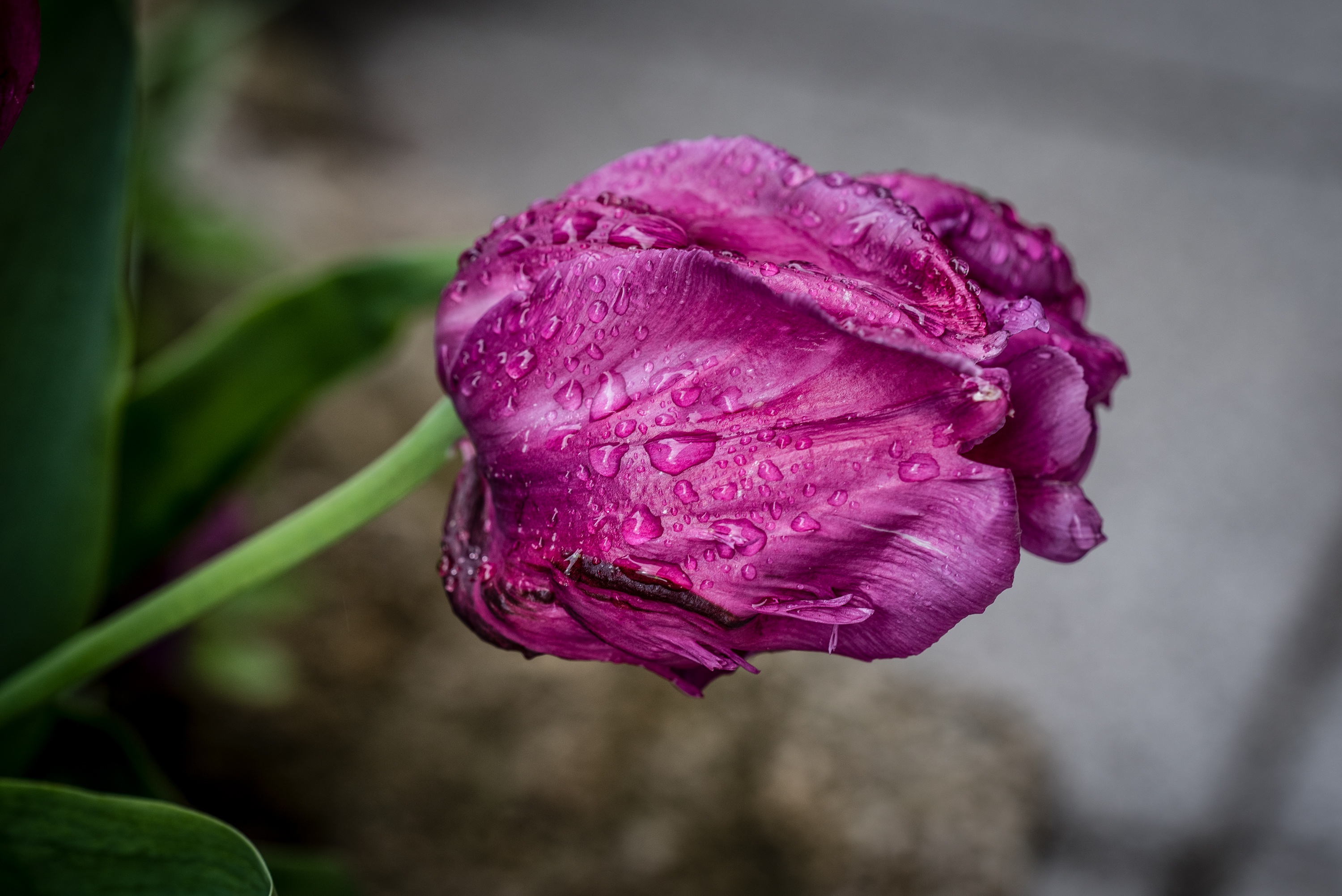 Обои цветы тюльпан фиолетовый - бесплатные картинки на Fonwall