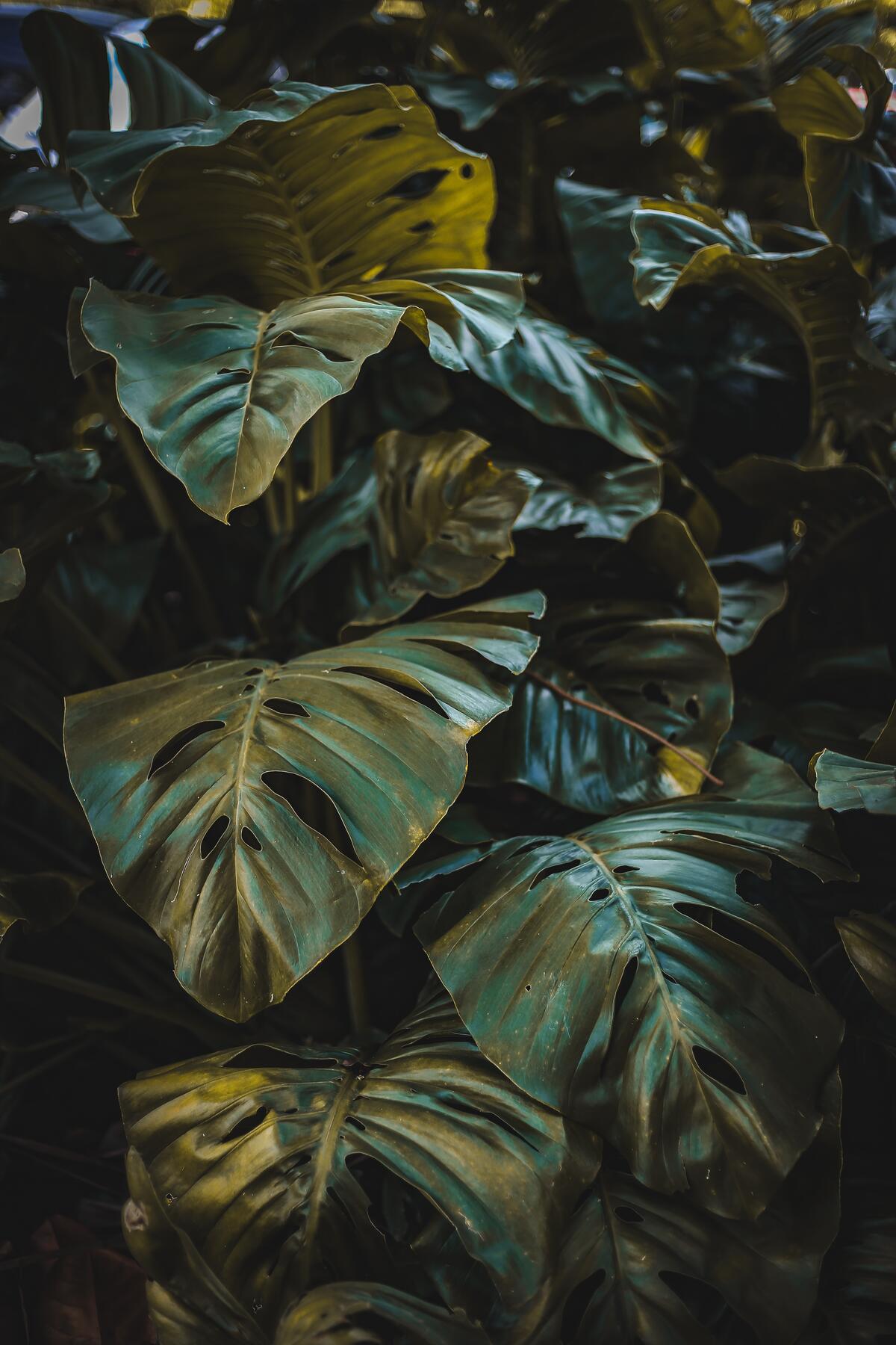 Screensaver pictures of leaves, plants for free