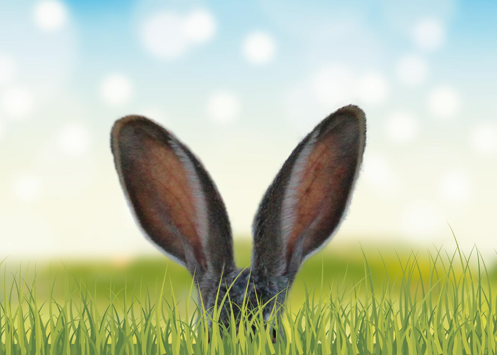 Обои кролик уши торчащие уши из травы на рабочий стол