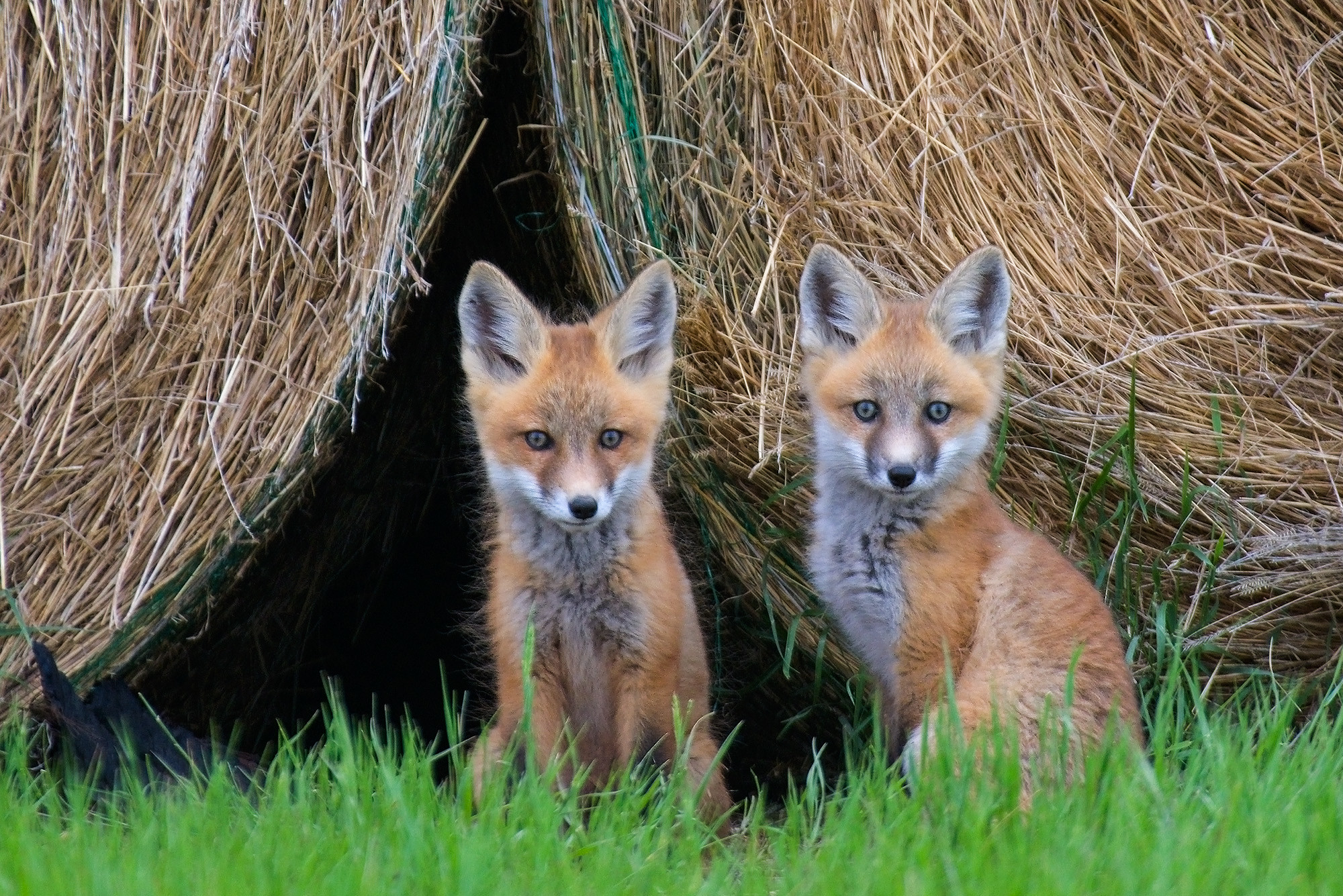 Wallpapers Red Fox wildlife cubs on the desktop