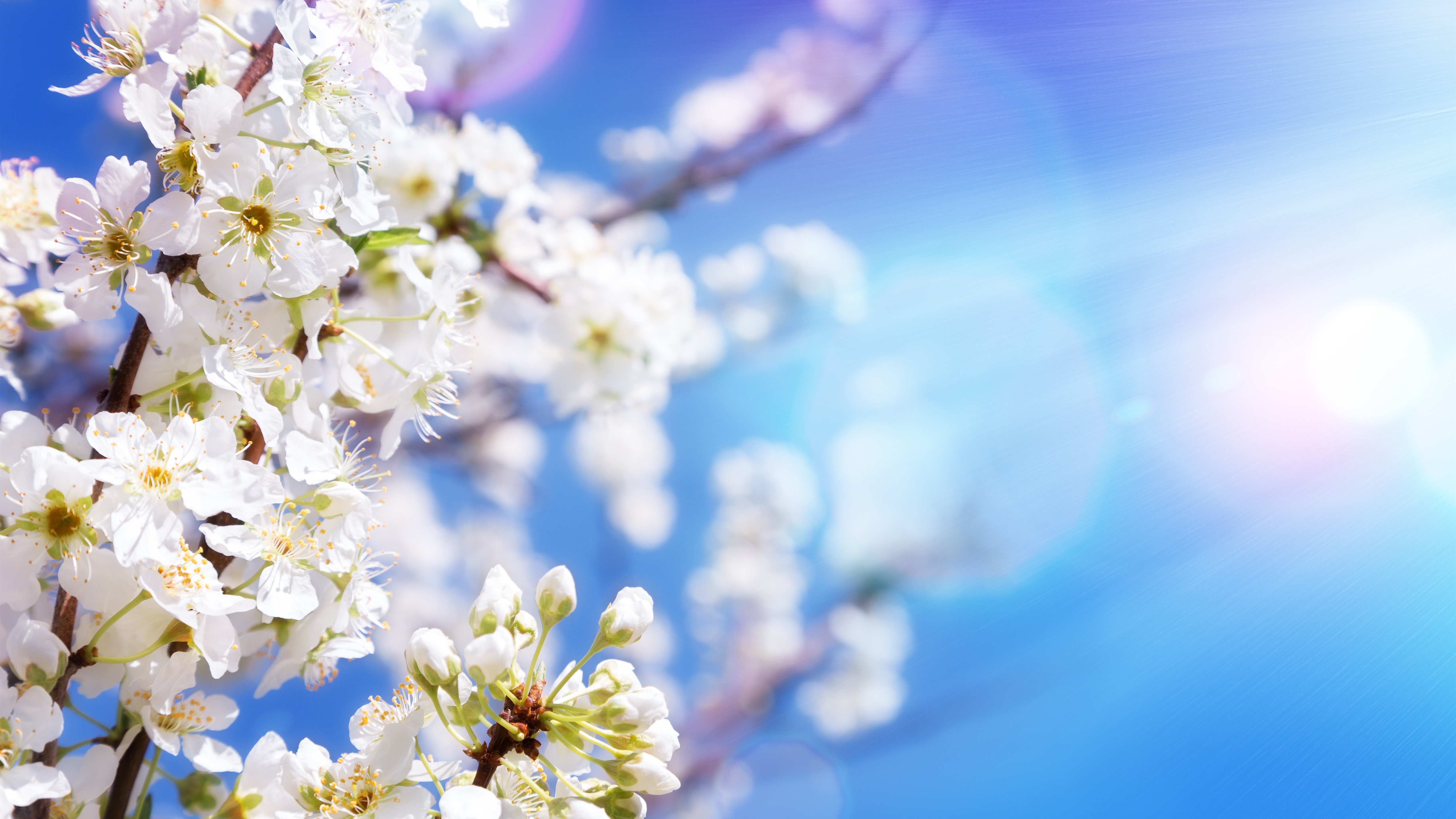 Фото бесплатно весенние цветы, солнечные лучи, вспышка объектива