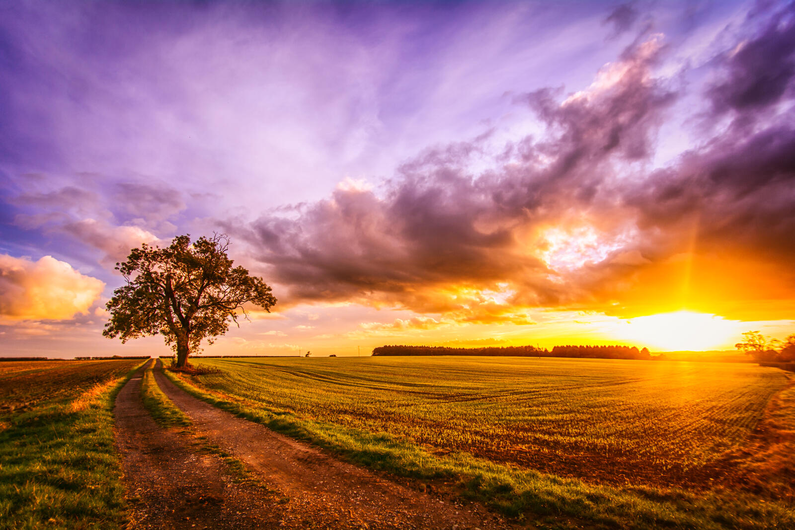 Free photo To download photo of field, sunset