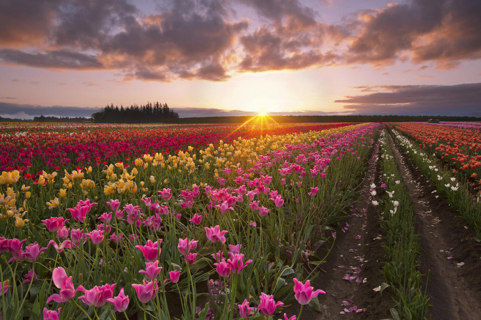 Wallpapers sunset clouds tulips on the desktop