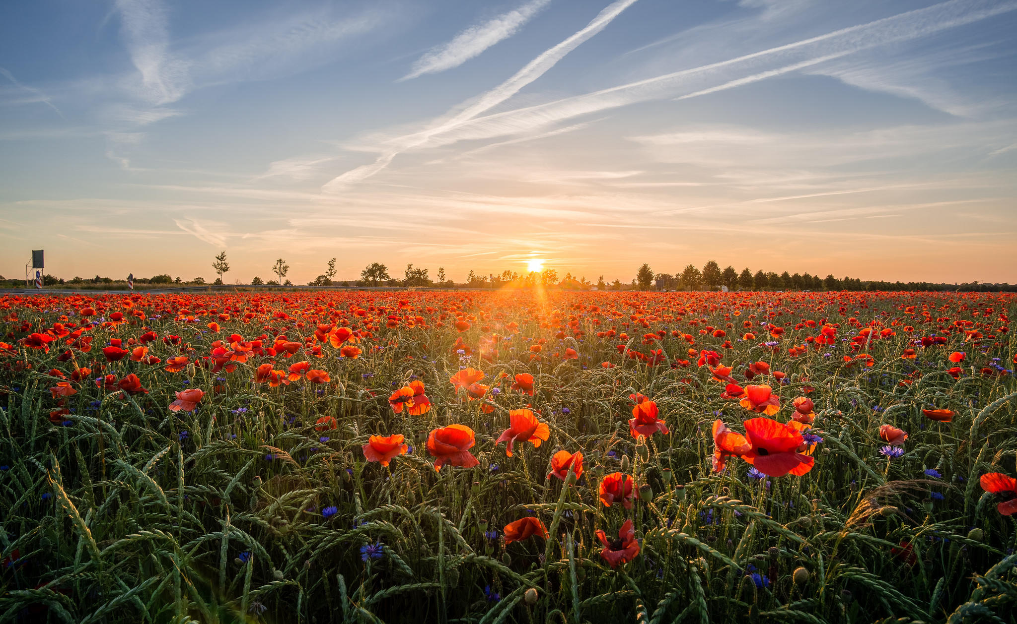 Wallpapers field of poppies field sunny weather on the desktop