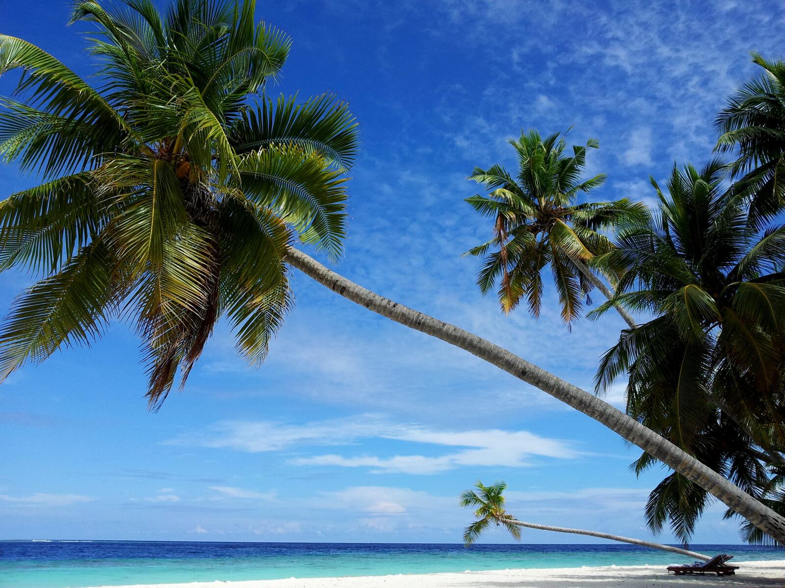 Бесплатное фото Пальмы на песчаном пляже