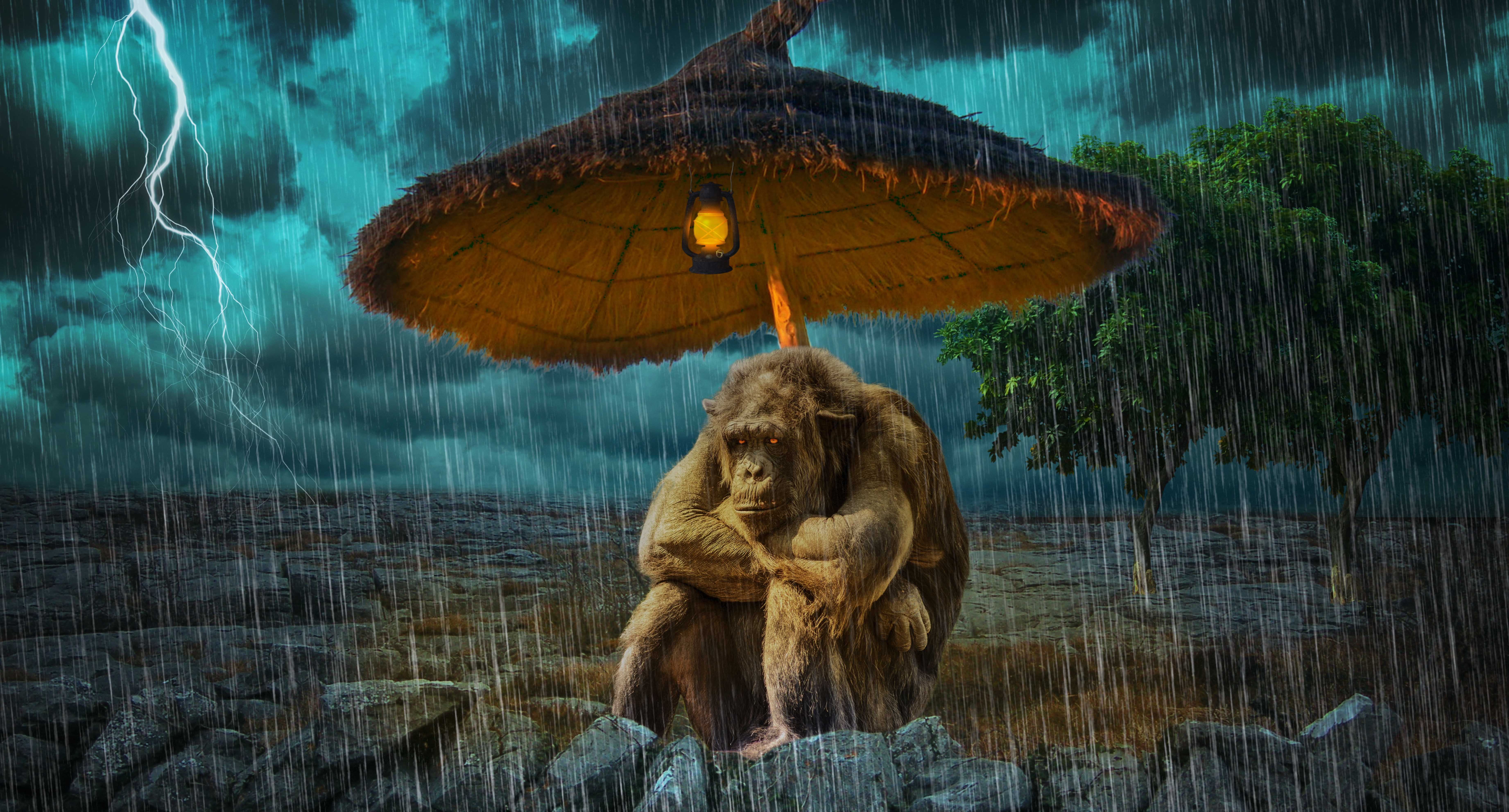 Шимпанзе под дождём