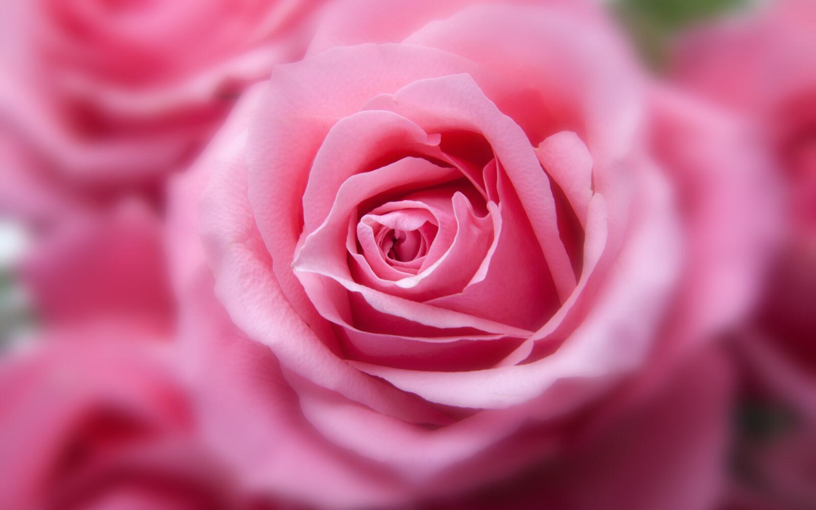 Wallpapers pink rose close blurred on the desktop