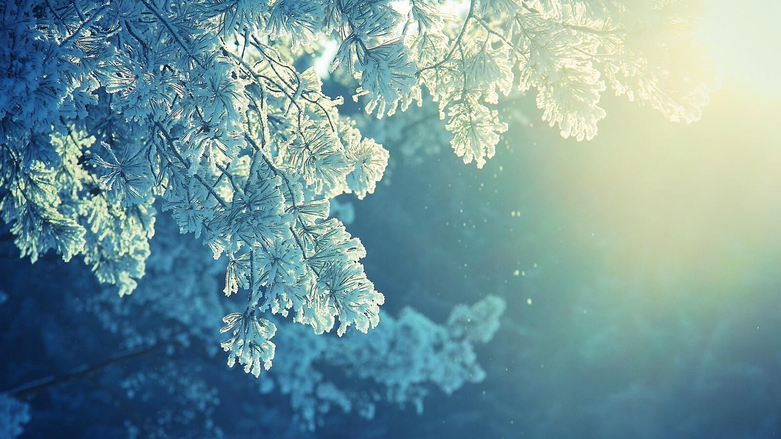 Wallpapers sun light snowflakes frozen on the desktop