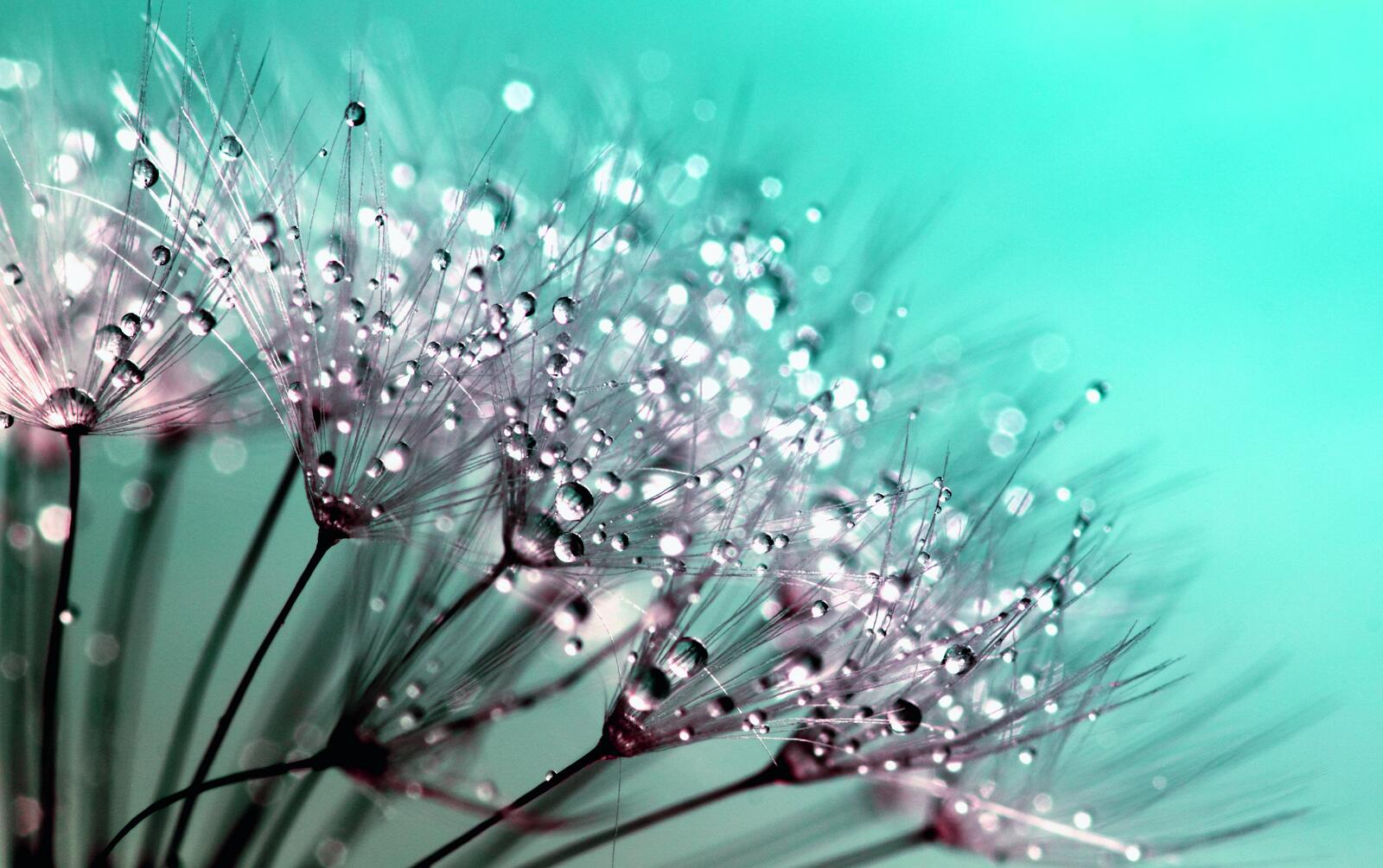 Wallpapers dandelion beauty stem on the desktop