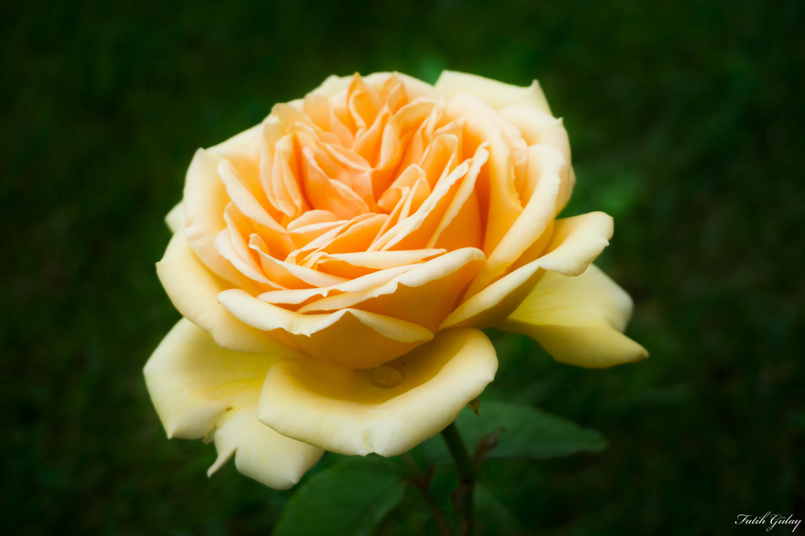 Wallpapers yellow rose nature on the desktop