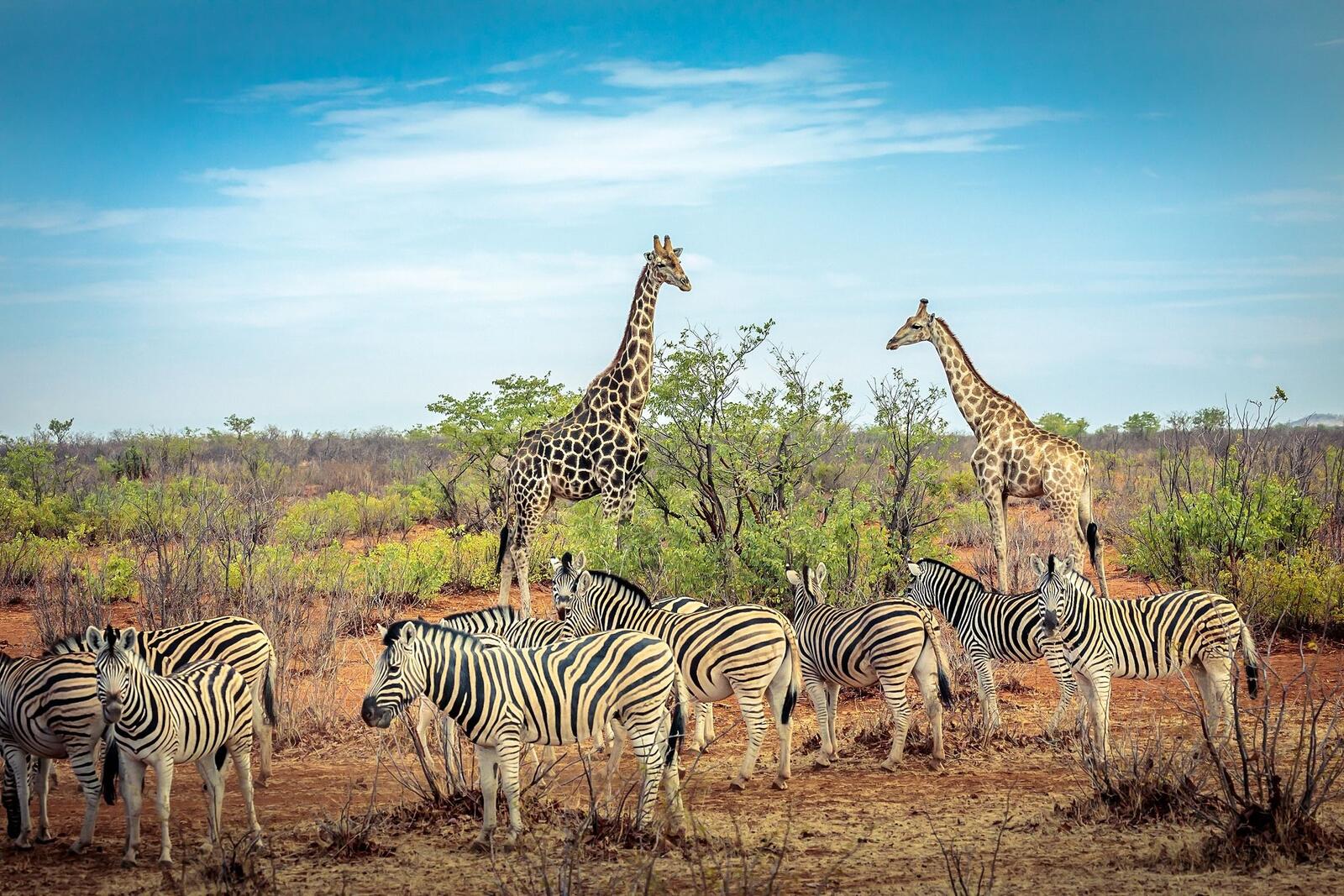 Wallpapers Africa animals park on the desktop
