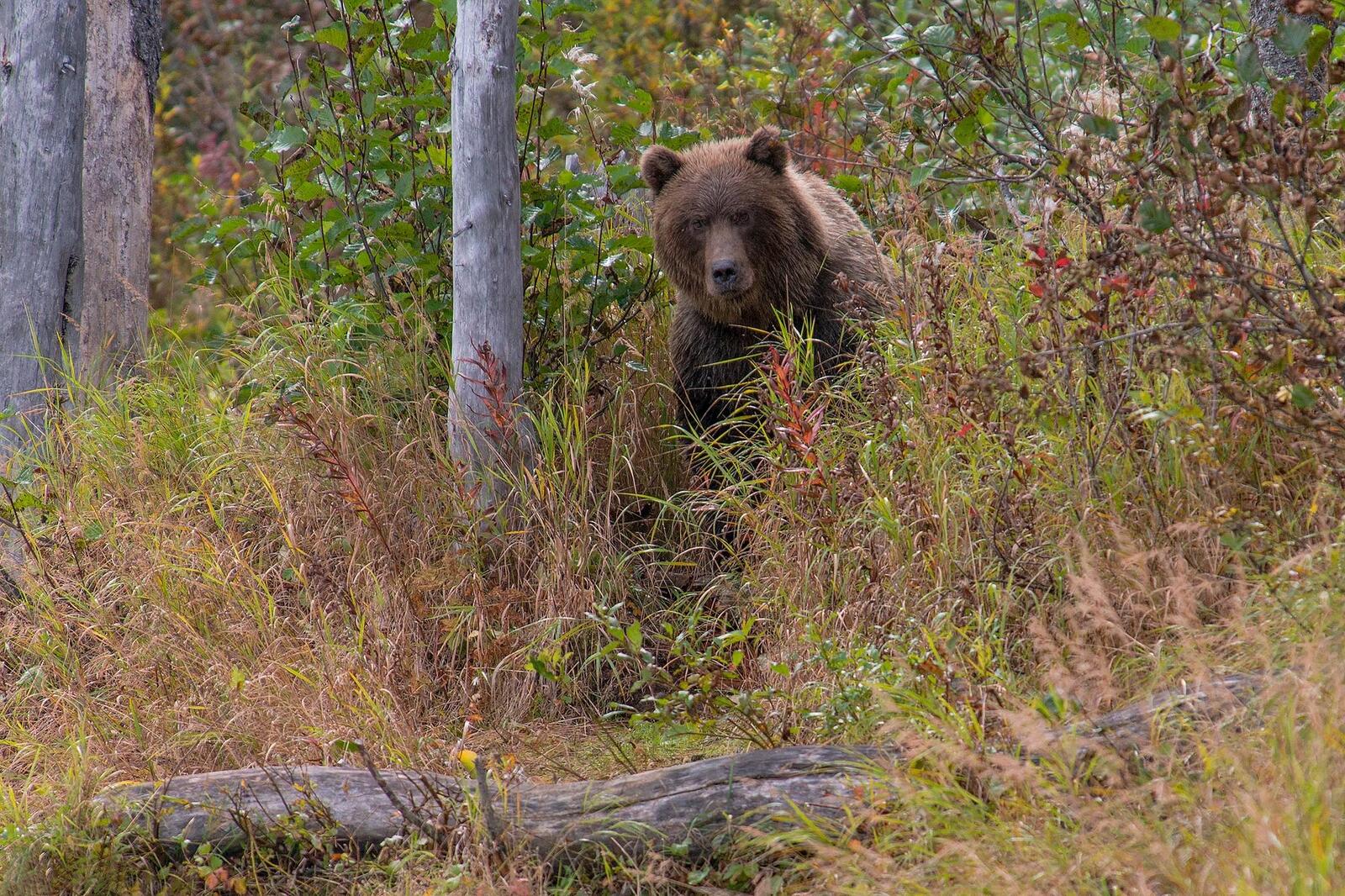 Wallpapers Lake Clark National Park Alaska Bear on the desktop