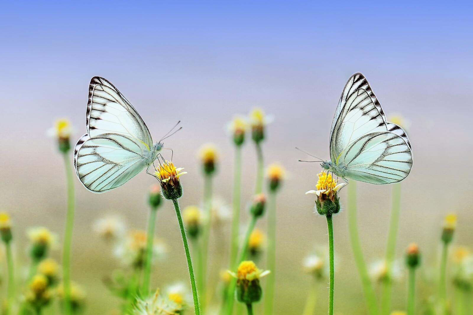 Бесплатное фото Белые бабочки на цветах