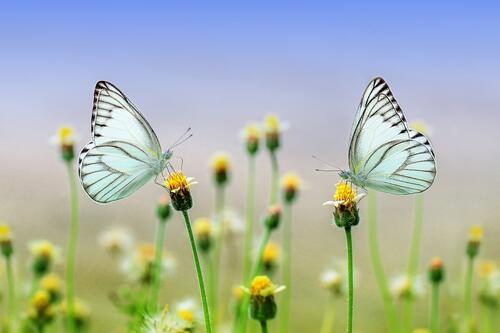Белые бабочки на цветах