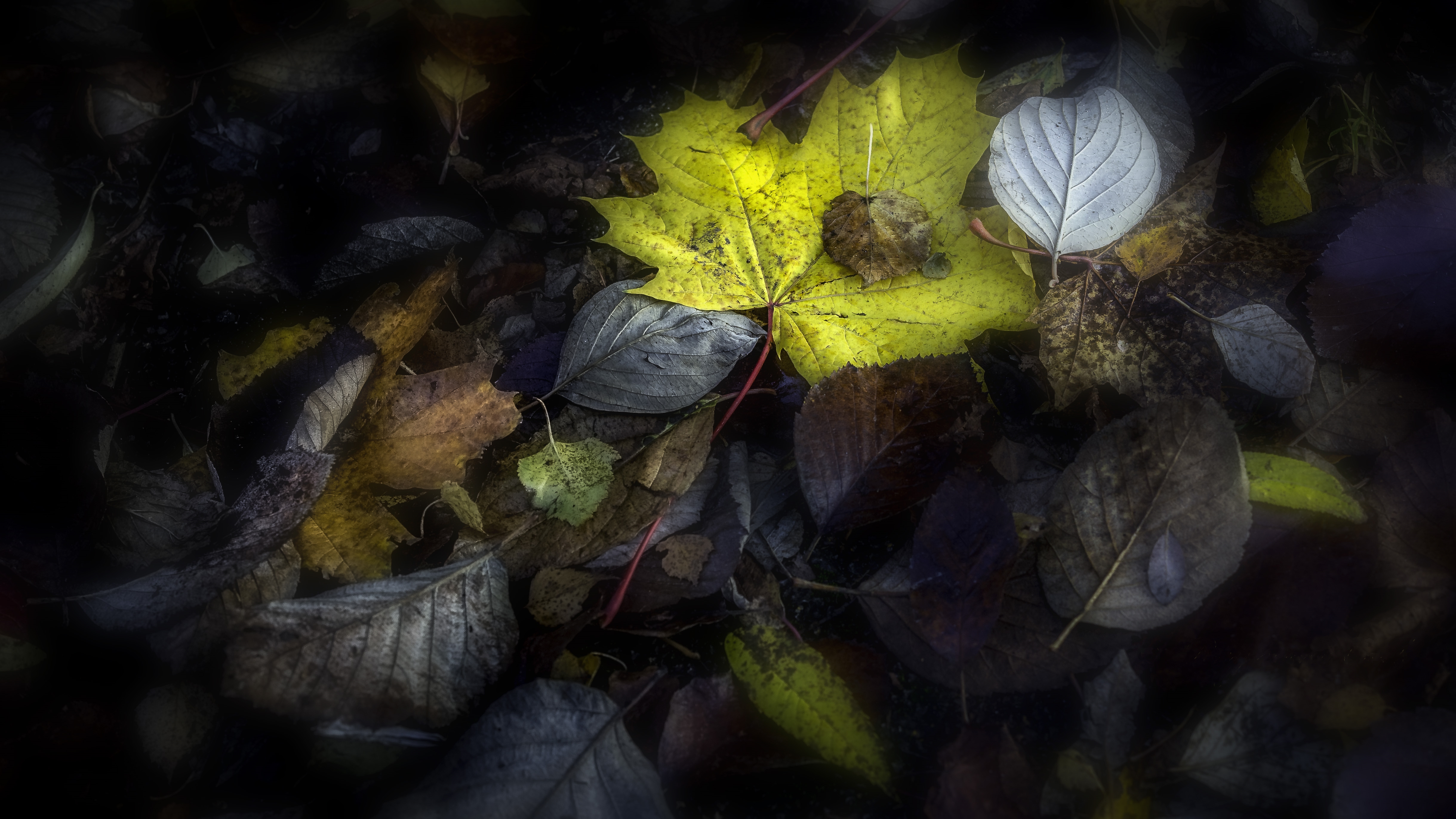 Бесплатное фото Autumn screen saver, autumn leaves on iphone