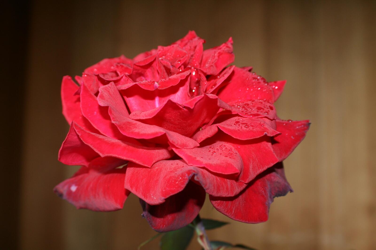 Обои красная роза капли лепестки на рабочий стол