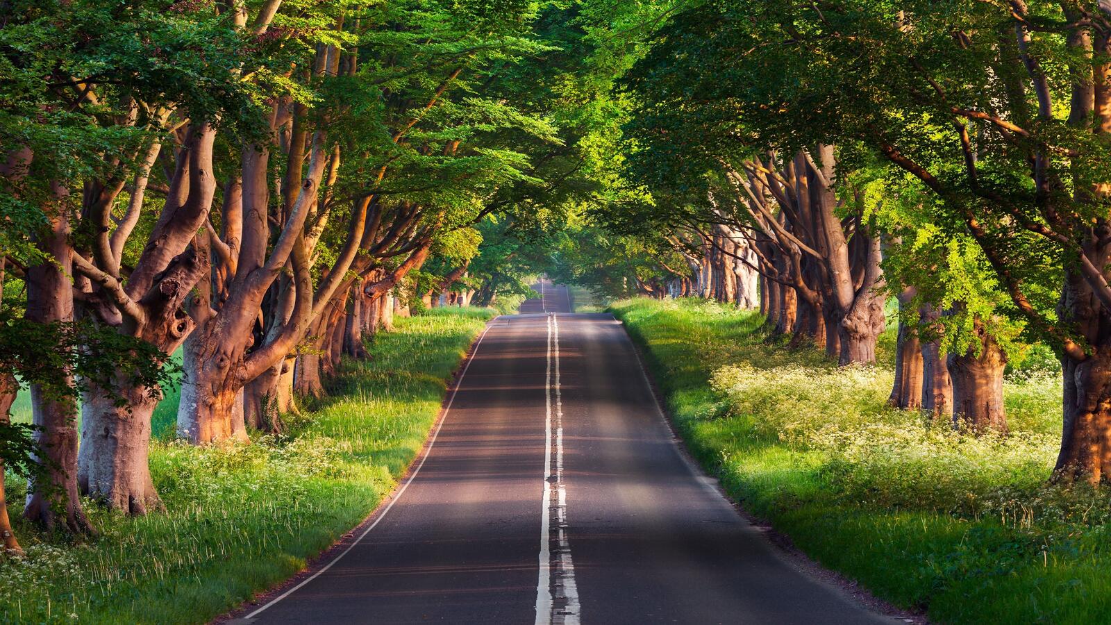Бесплатное фото Старинные деревья вдоль асфальтированной дороги