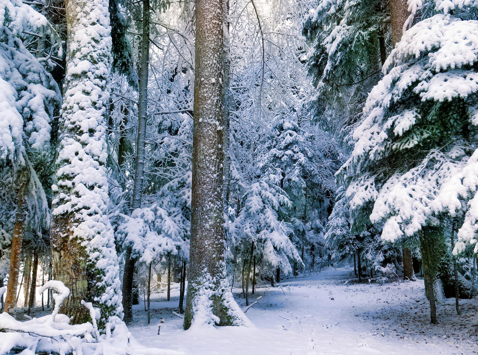 Бесплатное фото На телефон природа, зима качественные обои
