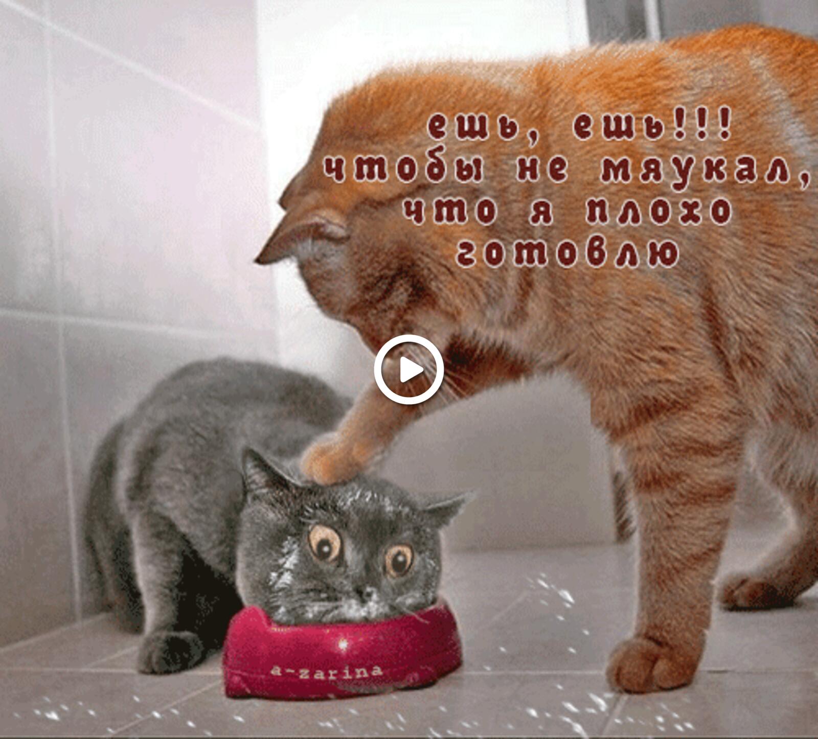 a bowl cat humor