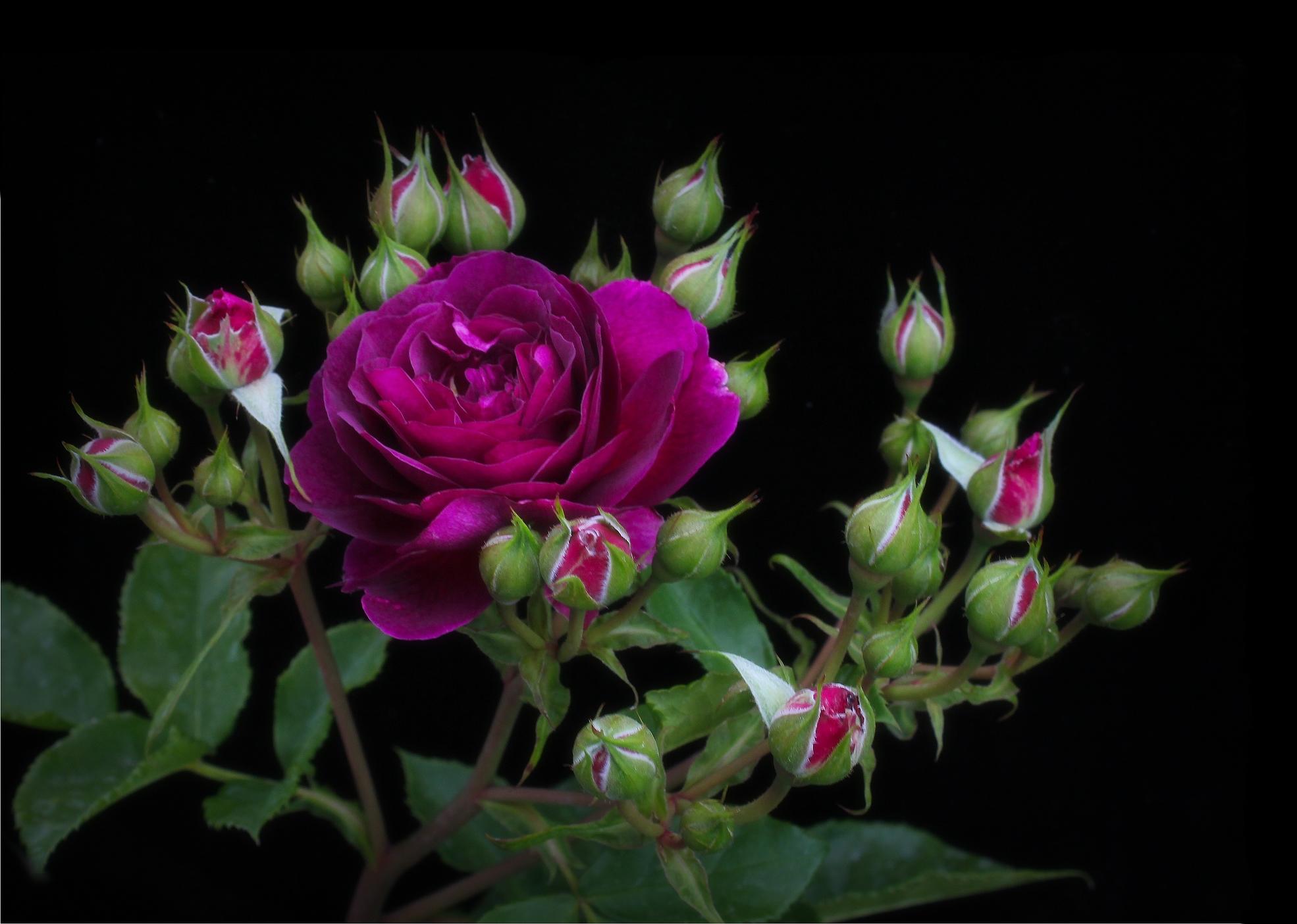 Обои цветы розовые лепестки розовая роза на рабочий стол