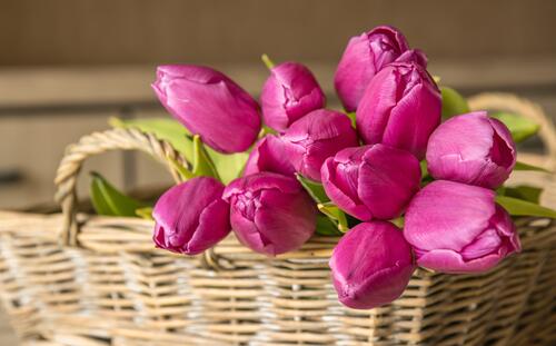 цветы букеты тюльпан