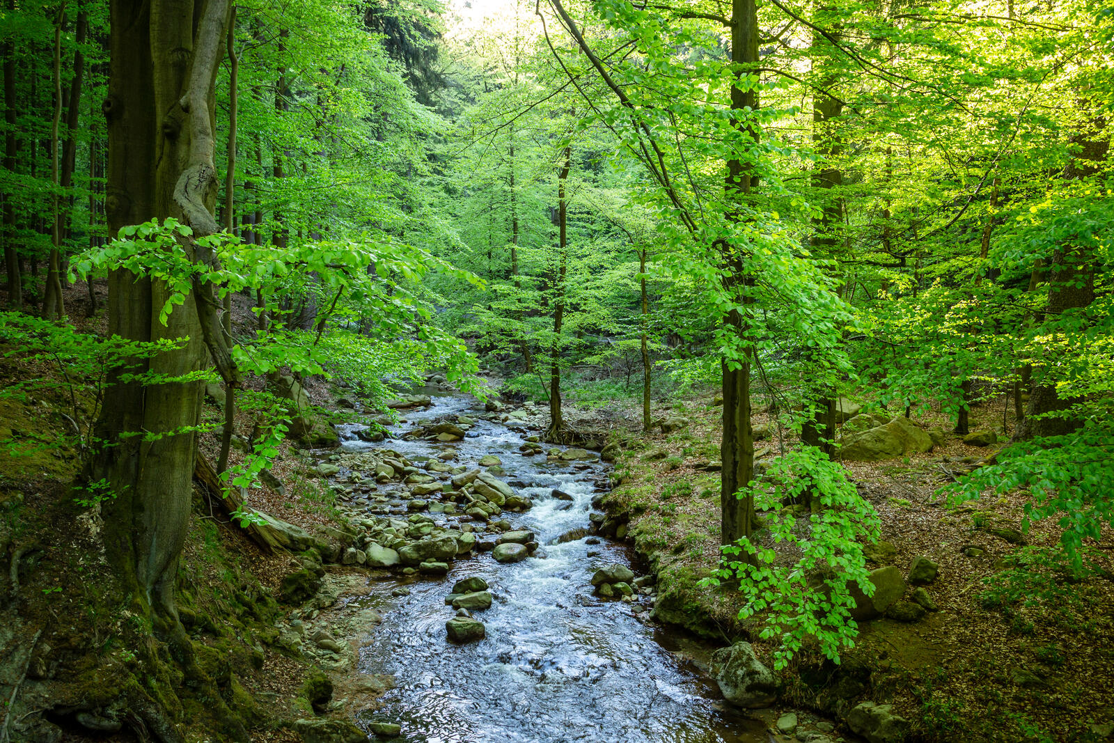 免费照片表森林、河流、树木的墙纸