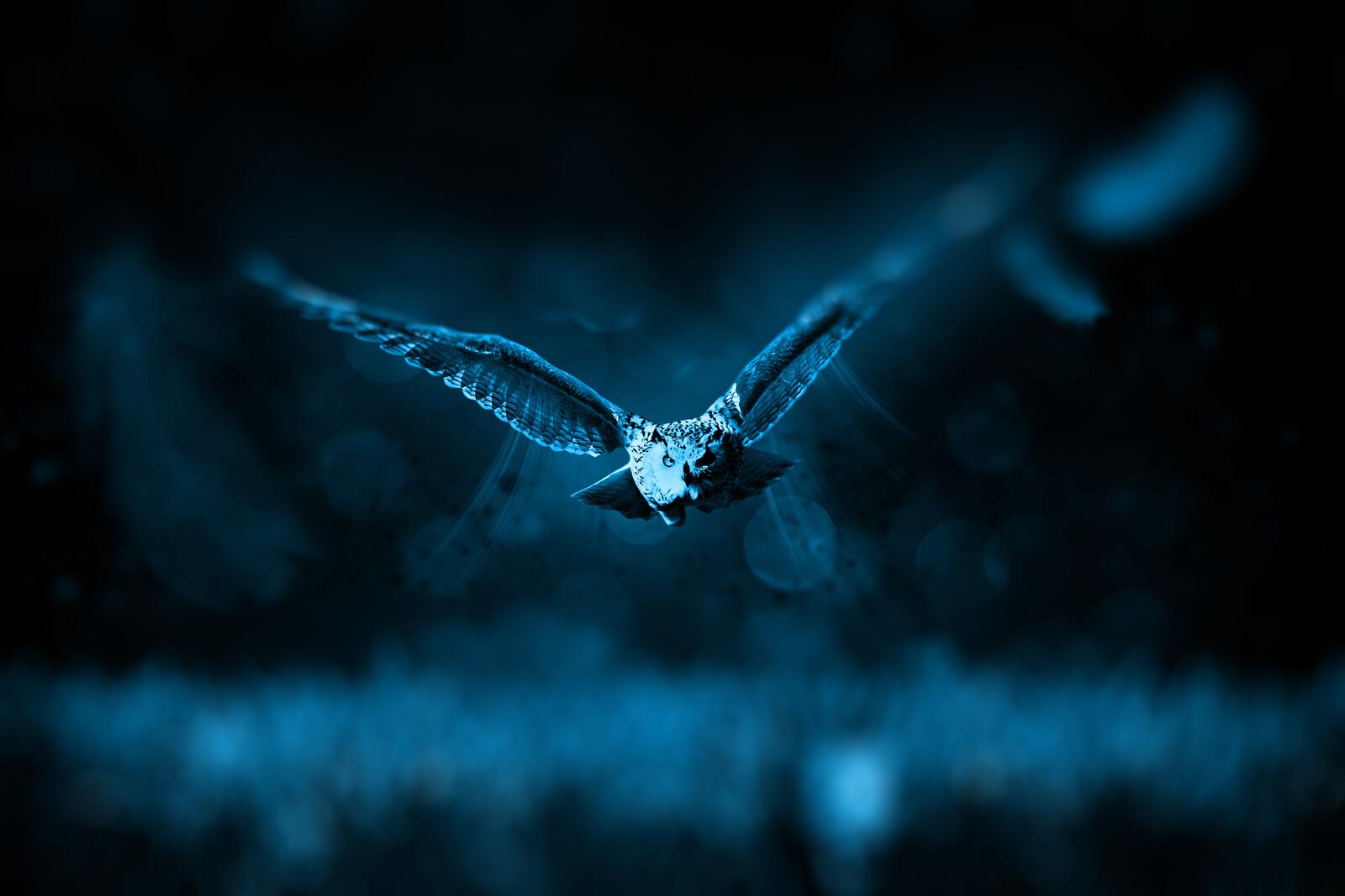 Wallpapers owl wings night on the desktop