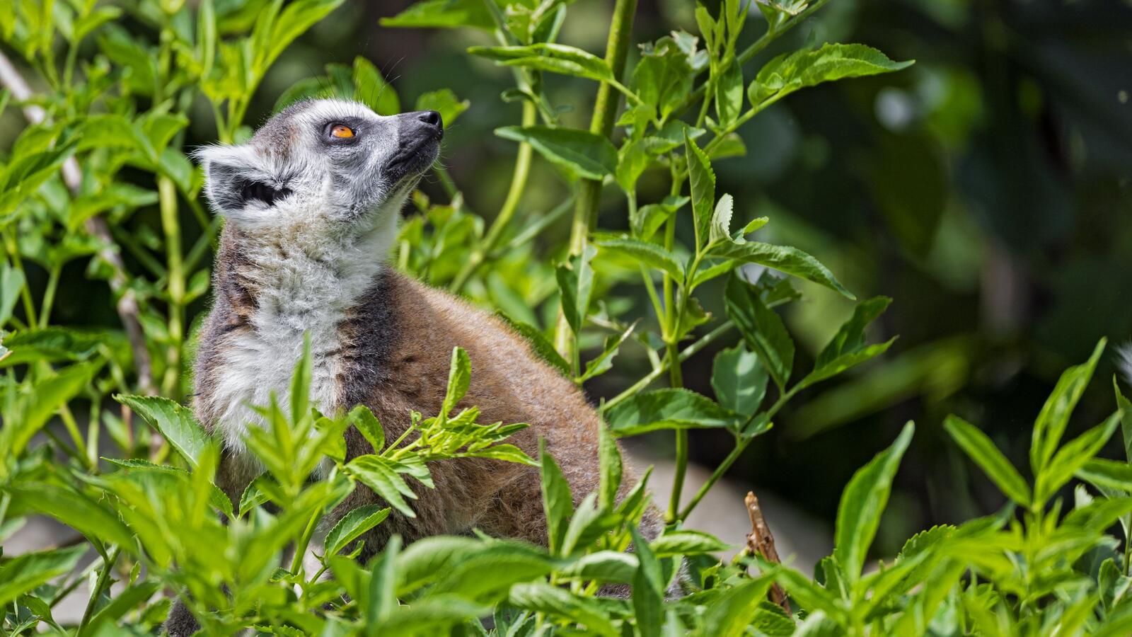 Free photo Lemur in the green grass