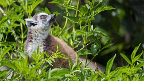 Lemur in the green grass
