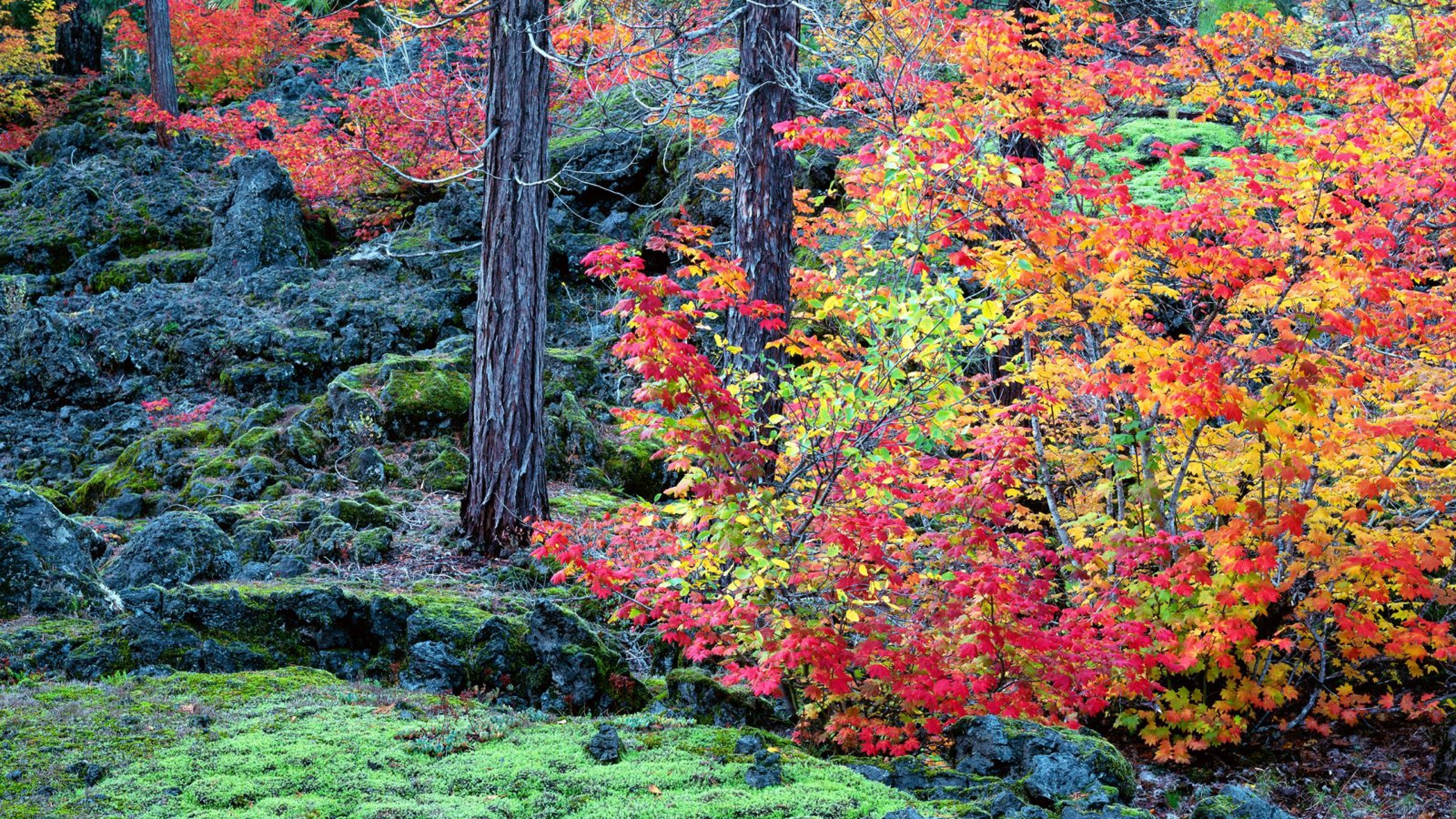 Wallpapers autumn autumn leaves bushes on the desktop