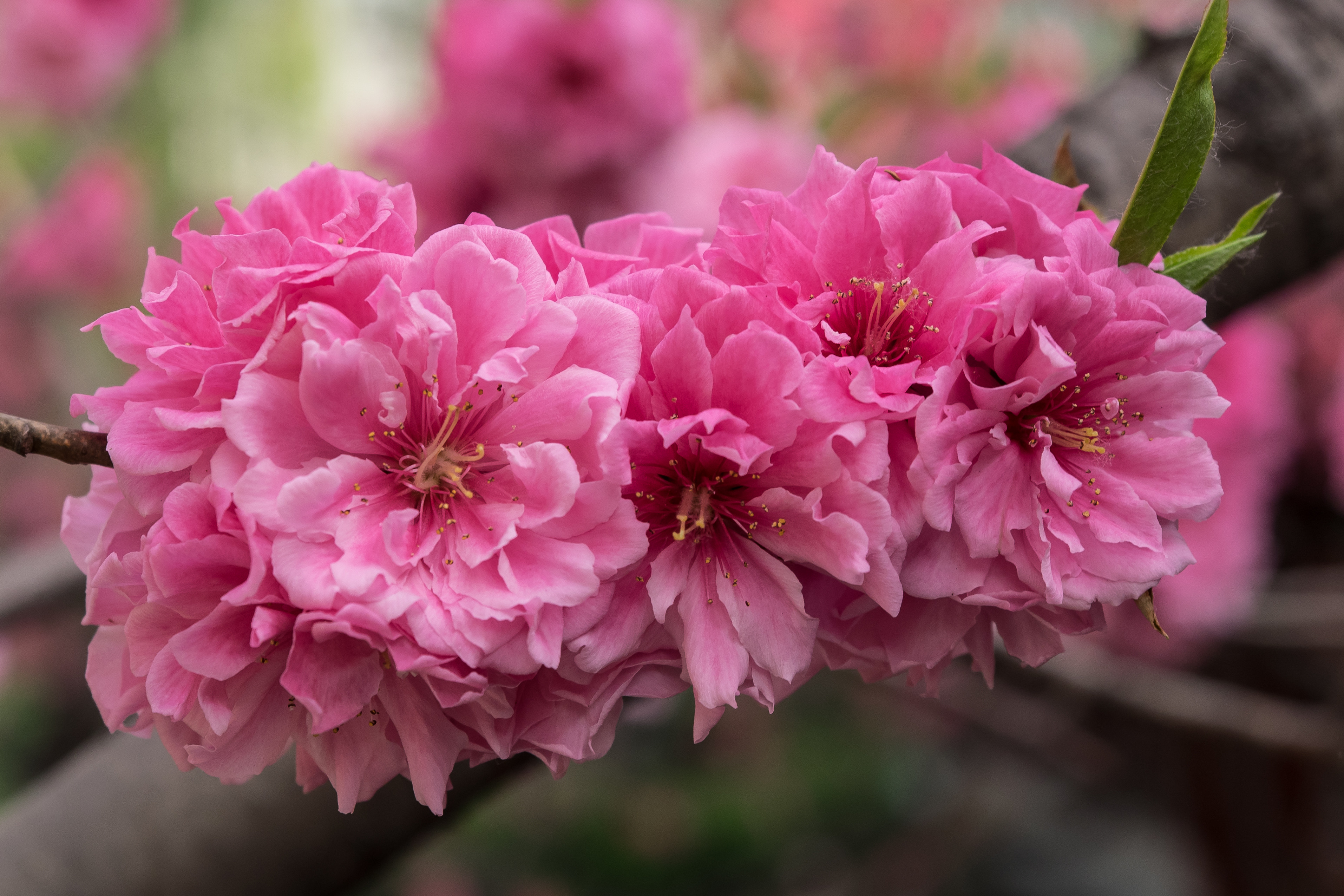 Обои Cherry blossoms цветущая ветка цветы на рабочий стол