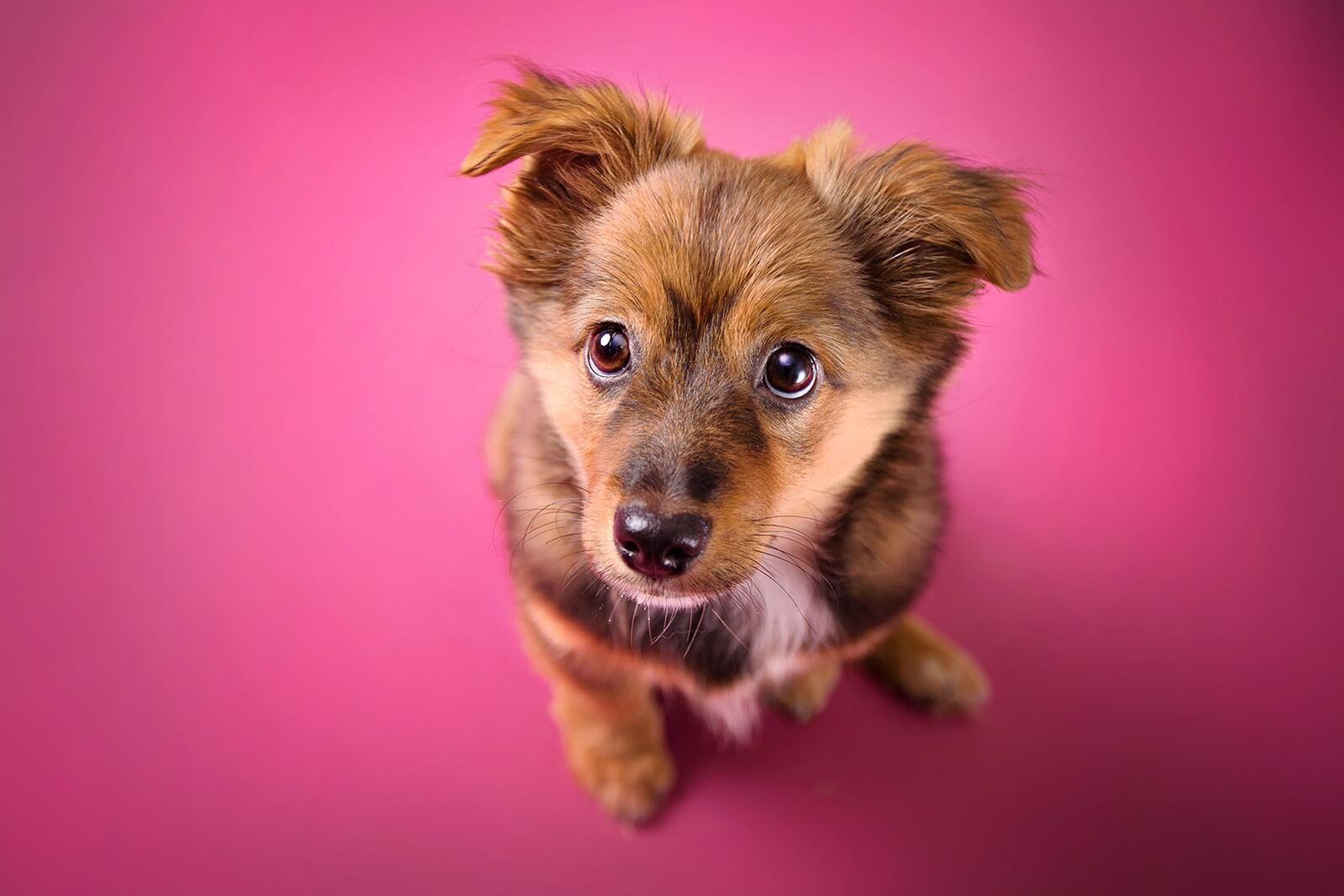 Free photo Puppy on a pink background
