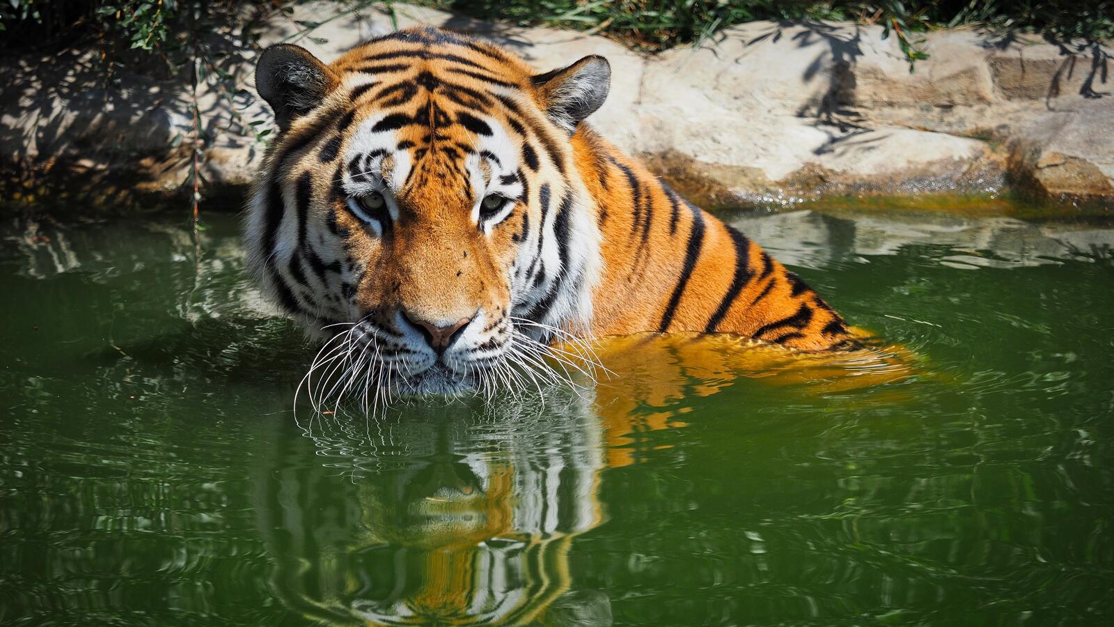 Обои бенгальский тигр большие кошки вода на рабочий стол