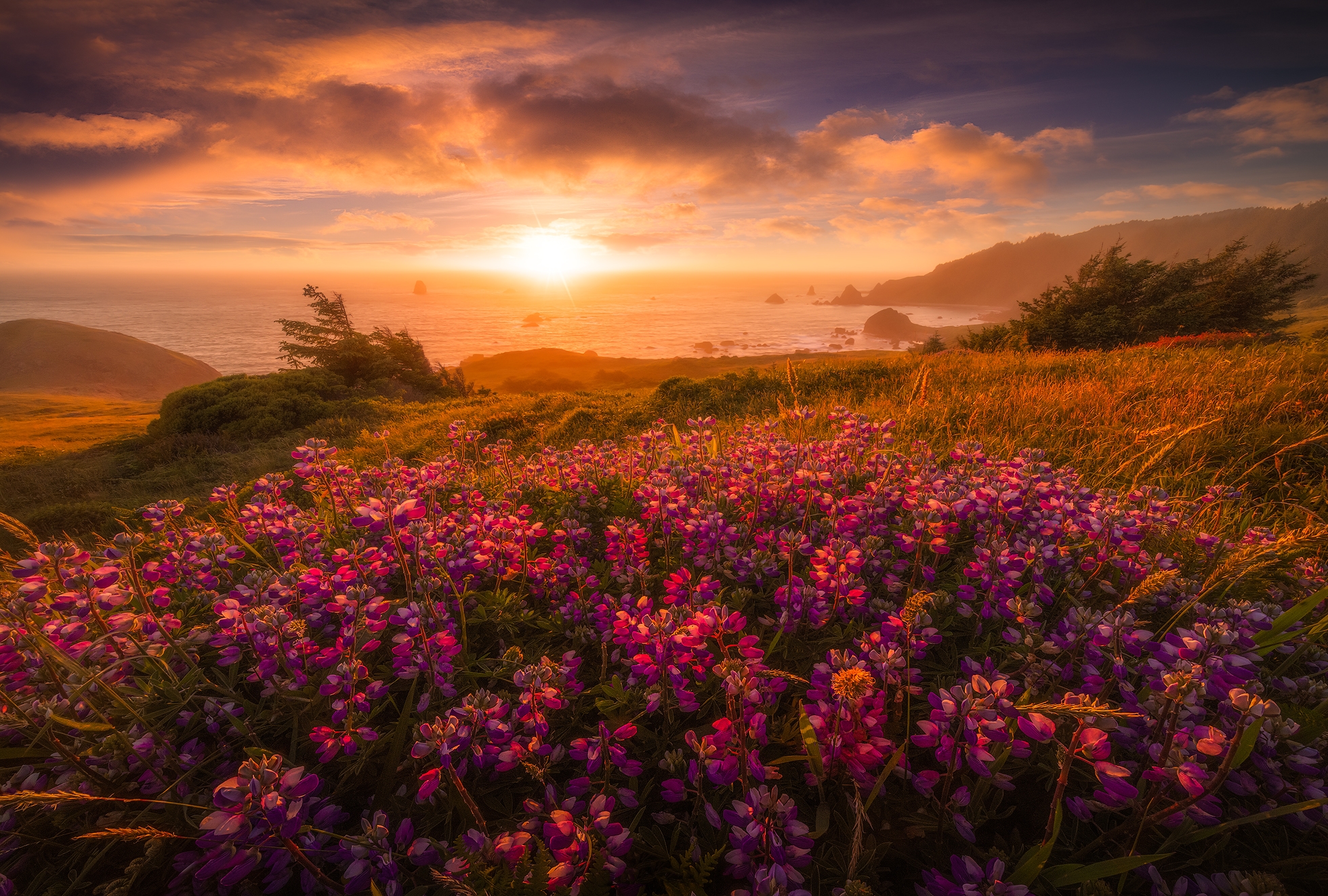 View sunset photos, flowers