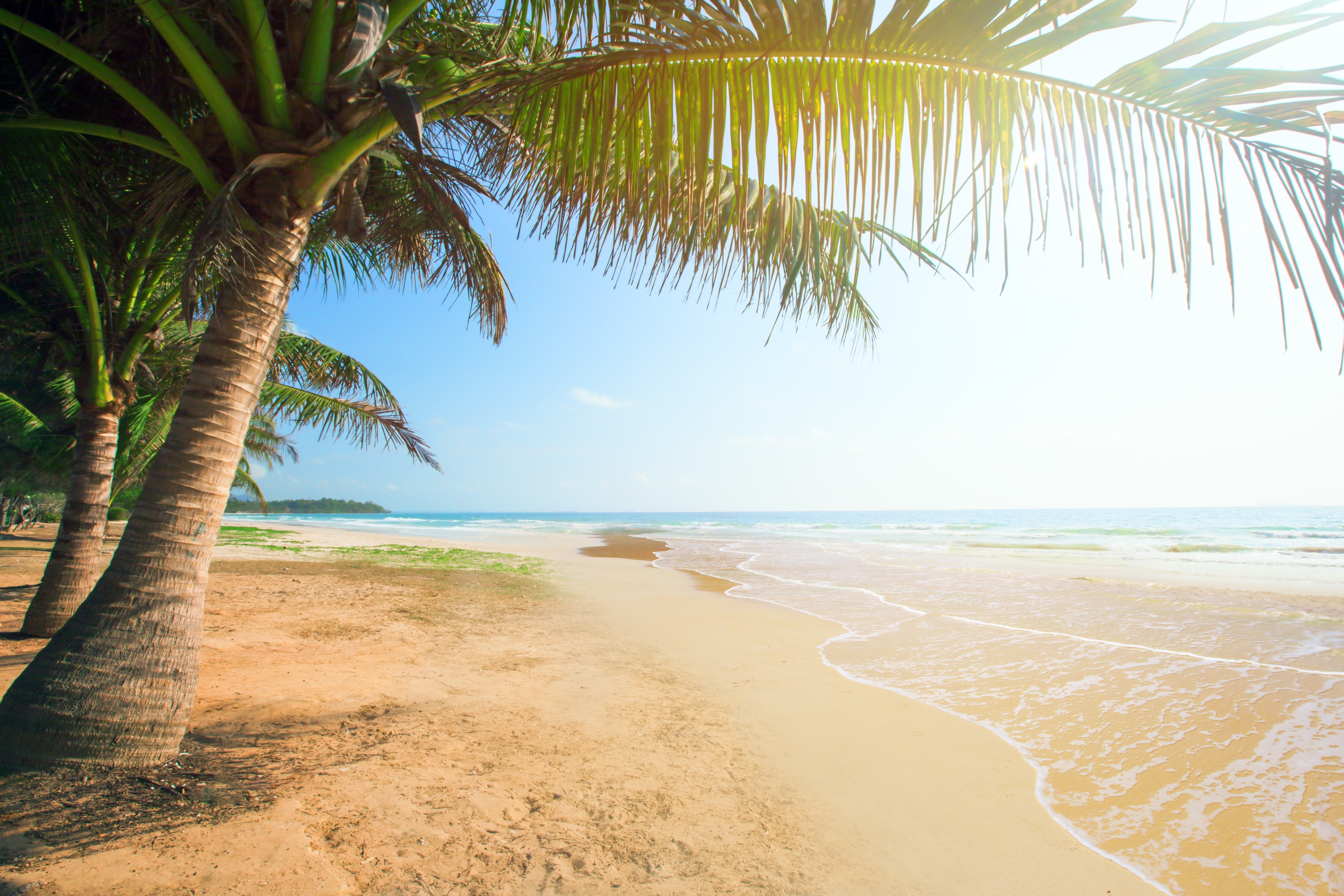 Photo Beach Palm Trees Waves Free Pictures On Fonwall 1047