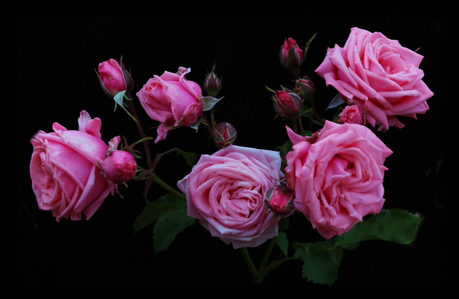 桌面上的壁纸玫瑰 粉红的花朵 粉红玫瑰