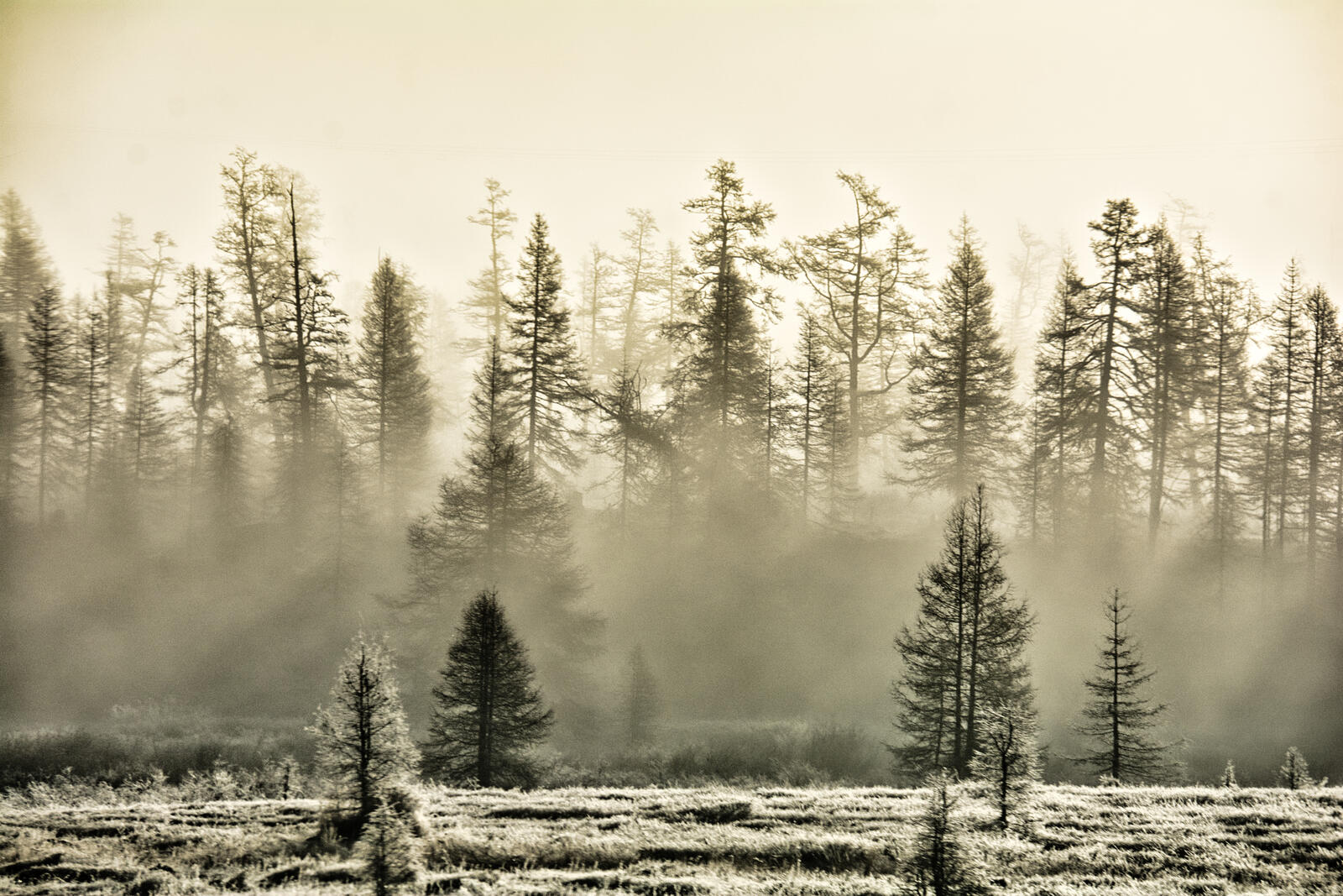 Бесплатное фото Зимний туман