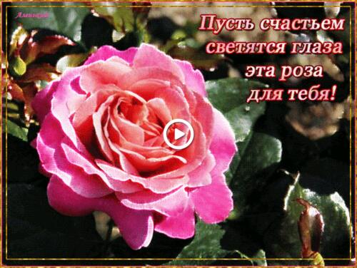 rose flowers animation