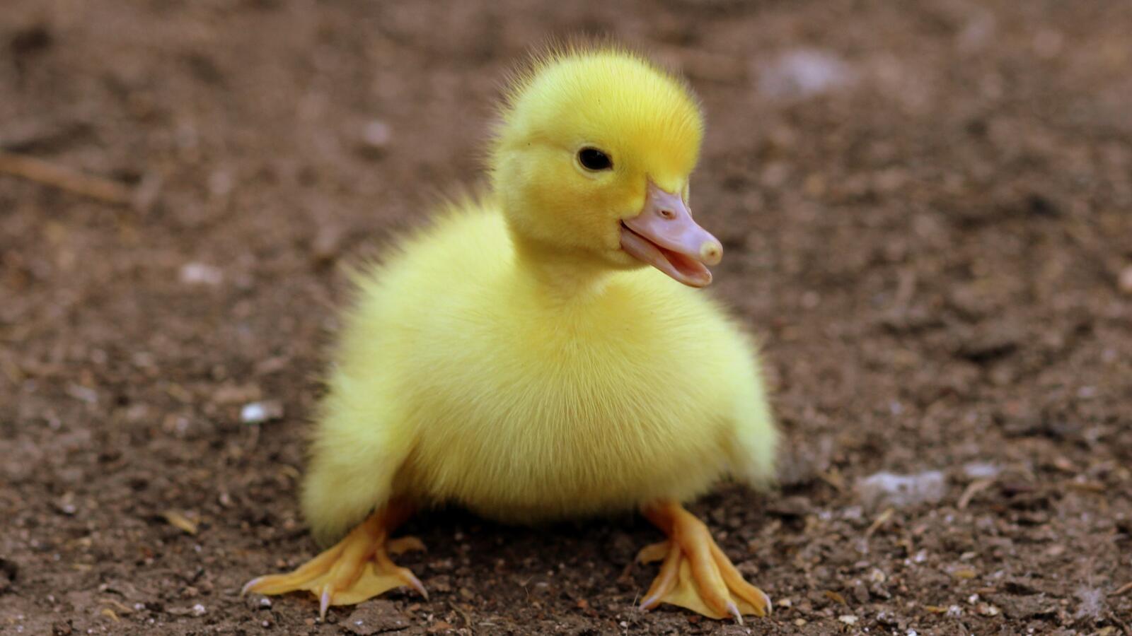 Wallpapers duckling ugly yellow on the desktop