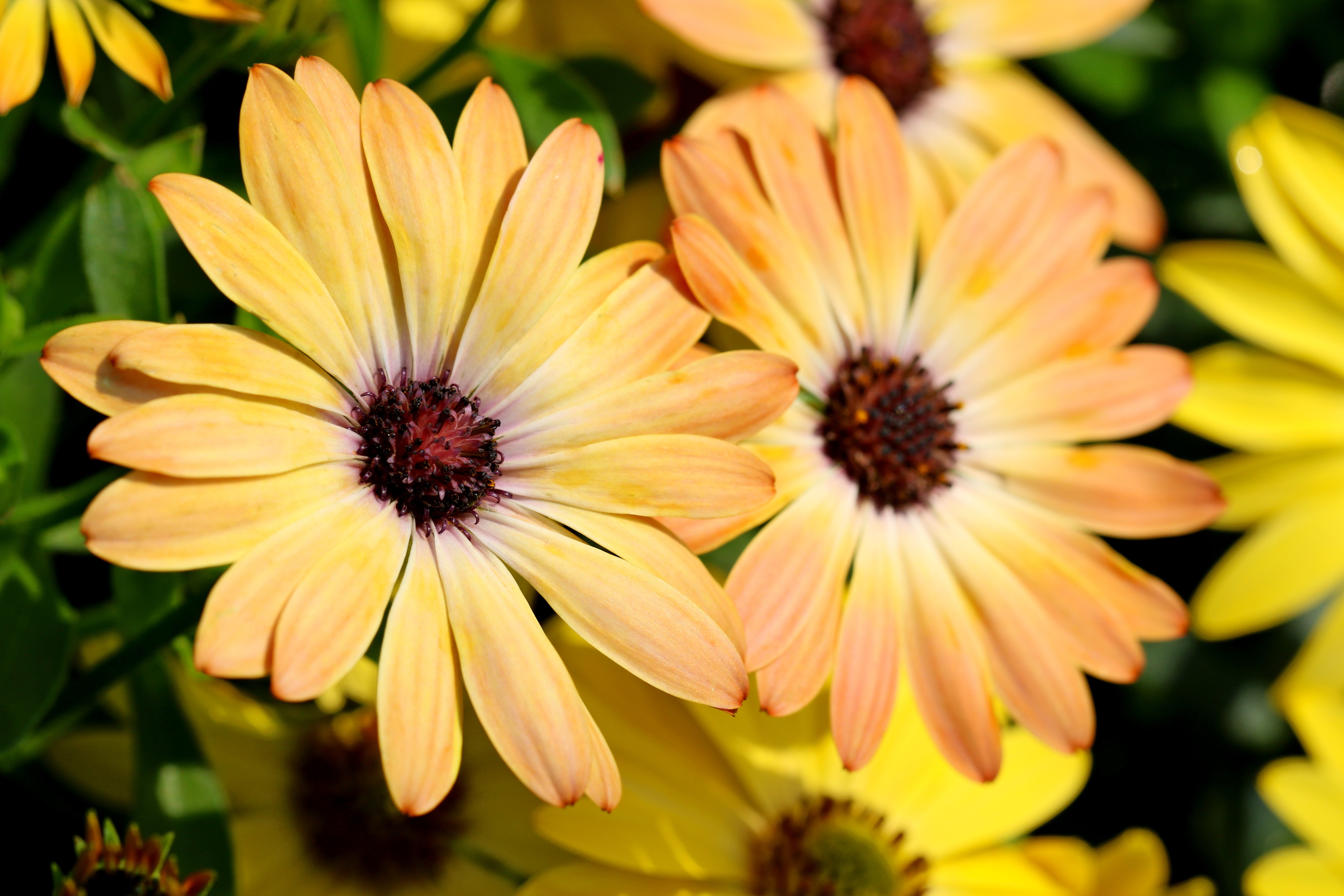 Фото бесплатно цветы, остеоспермум, желтый