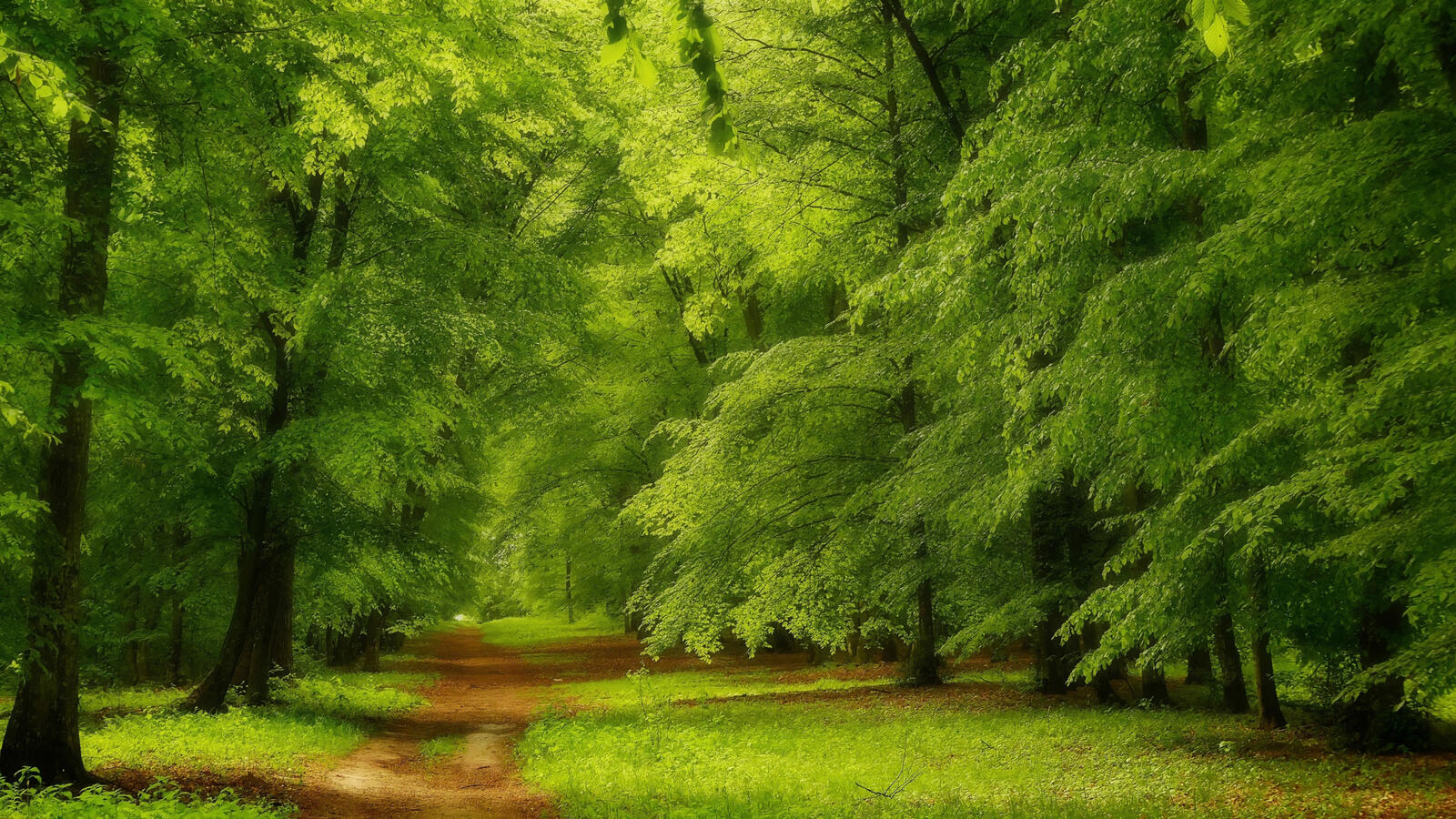 Обои лес путь зеленый на рабочий стол