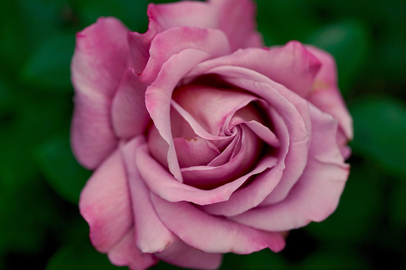 桌面上的壁纸花园玫瑰 粉红色 花瓣