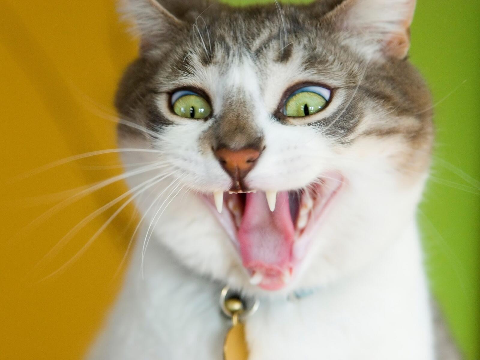Wallpapers cat face teeth on the desktop