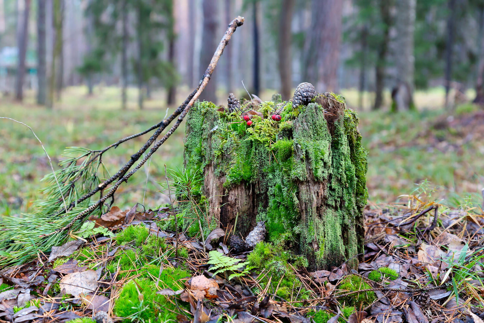 Бесплатное фото Старый пень в лесу