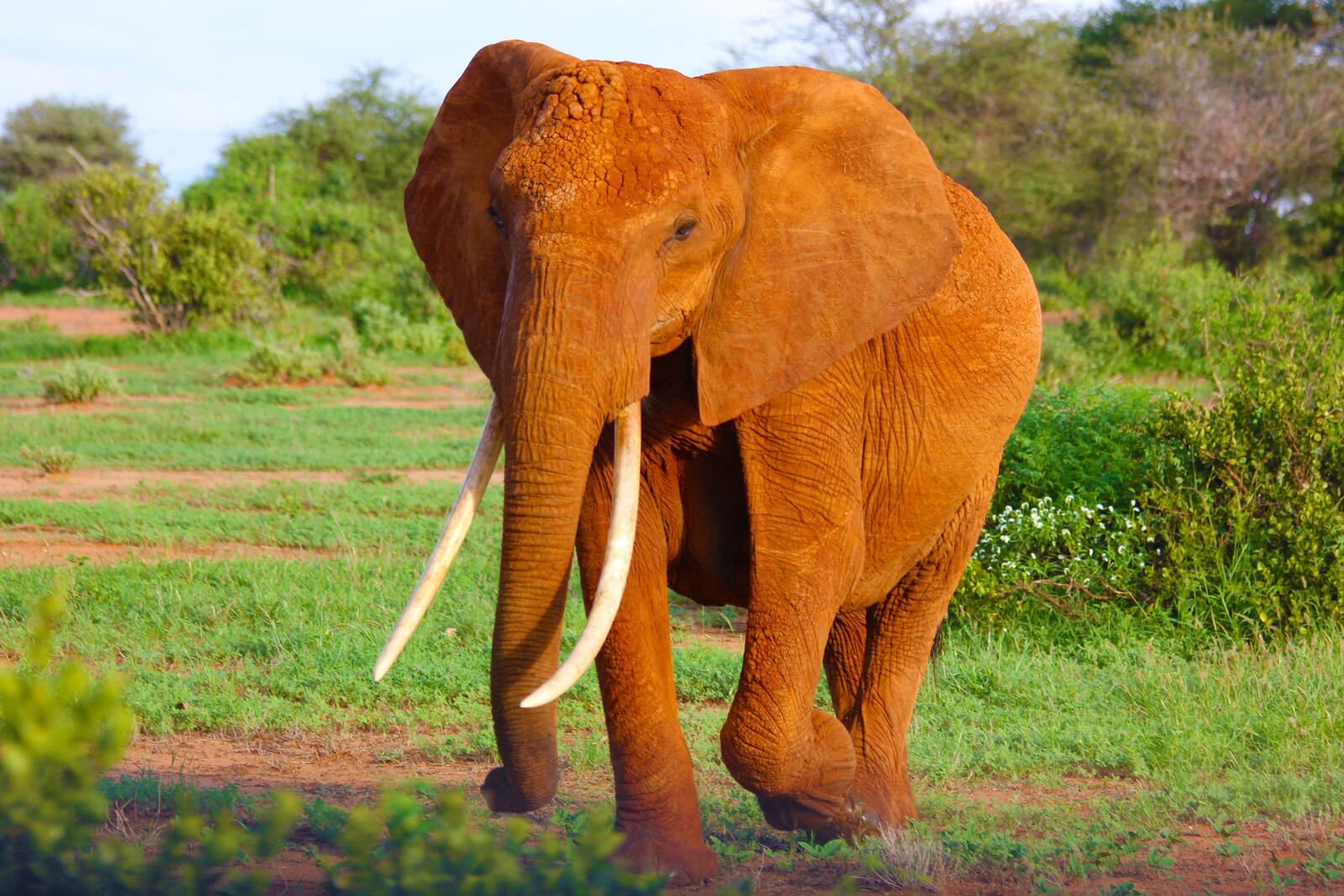 Слоники цвета. Африканский слон. Африканский слон слон. Африканский саванский слон. Бивни африканского слона.