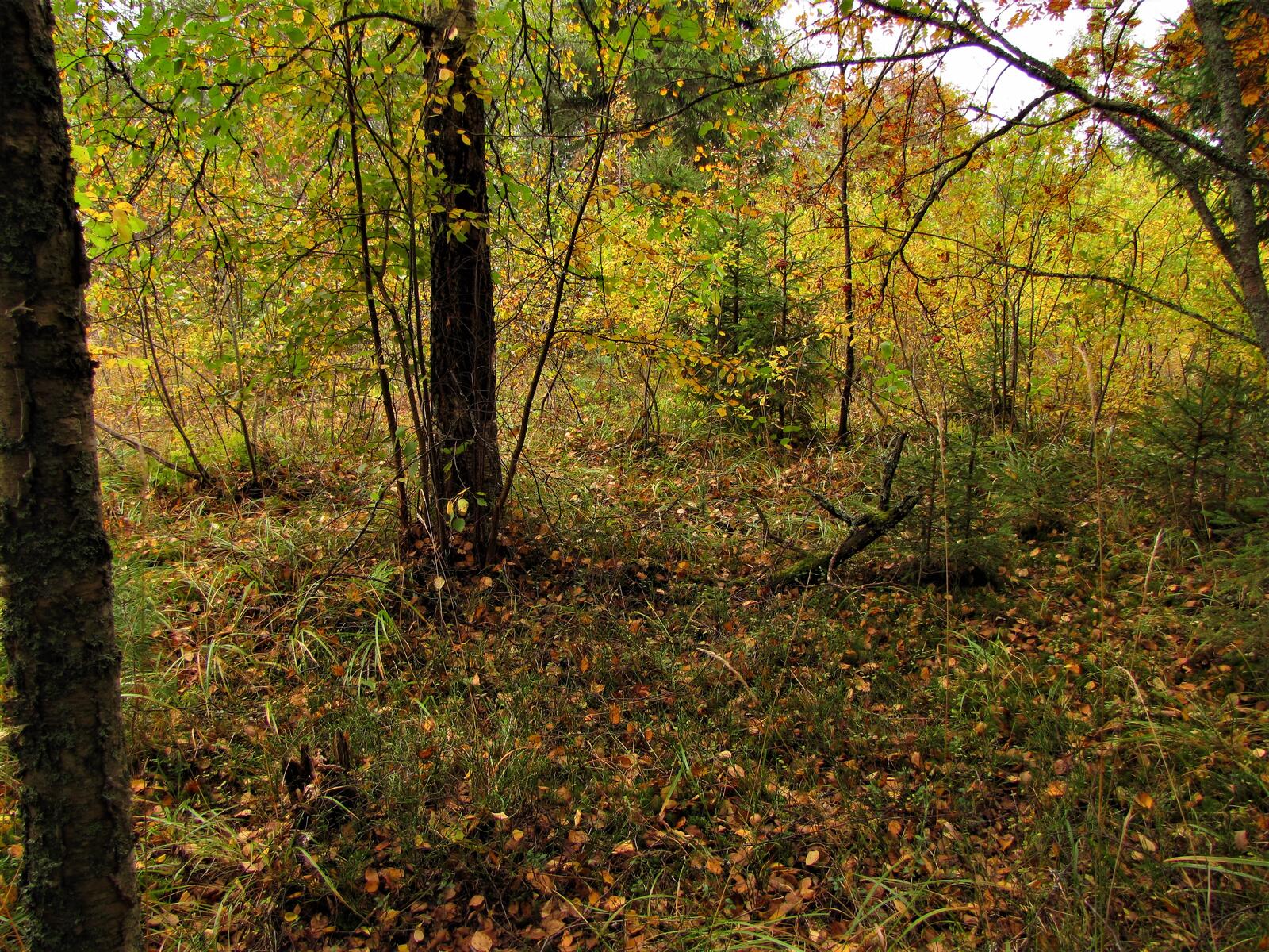 Бесплатное фото Лес Осенний