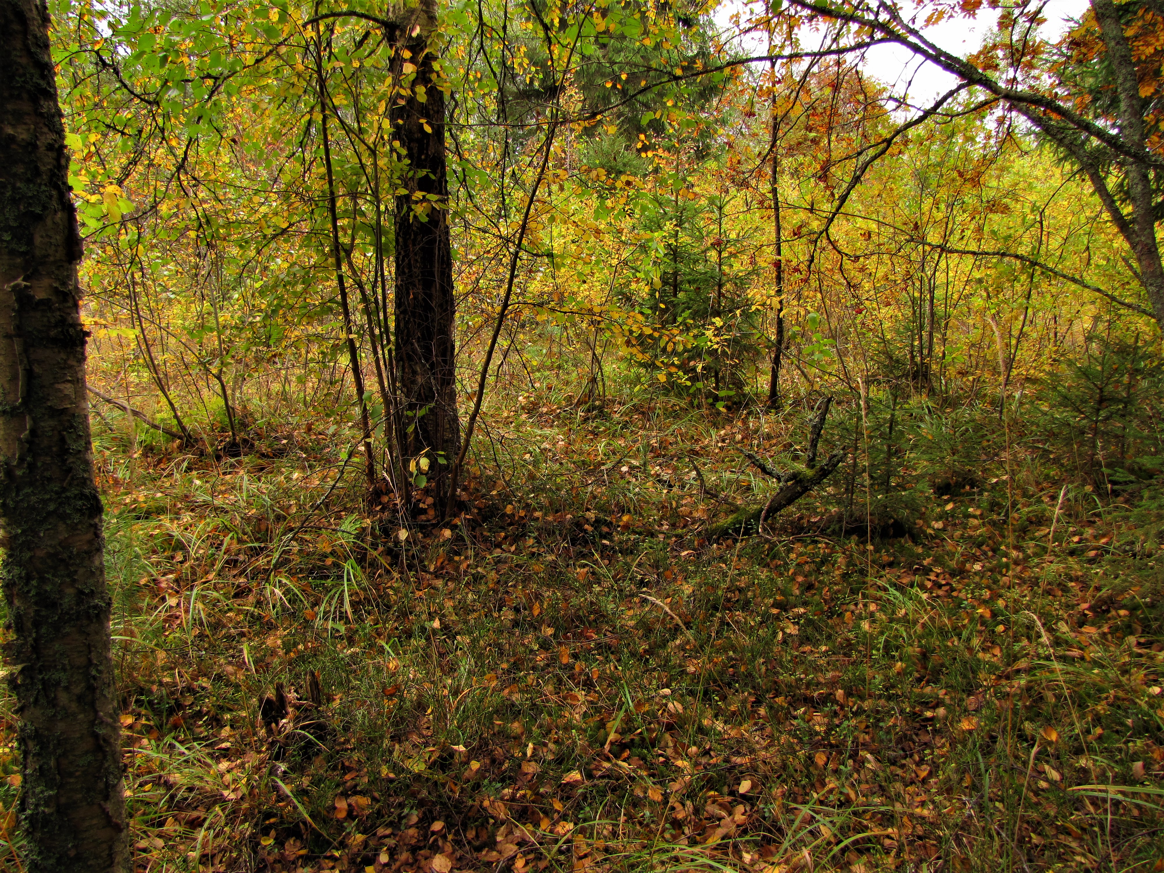 免费照片秋天的森林