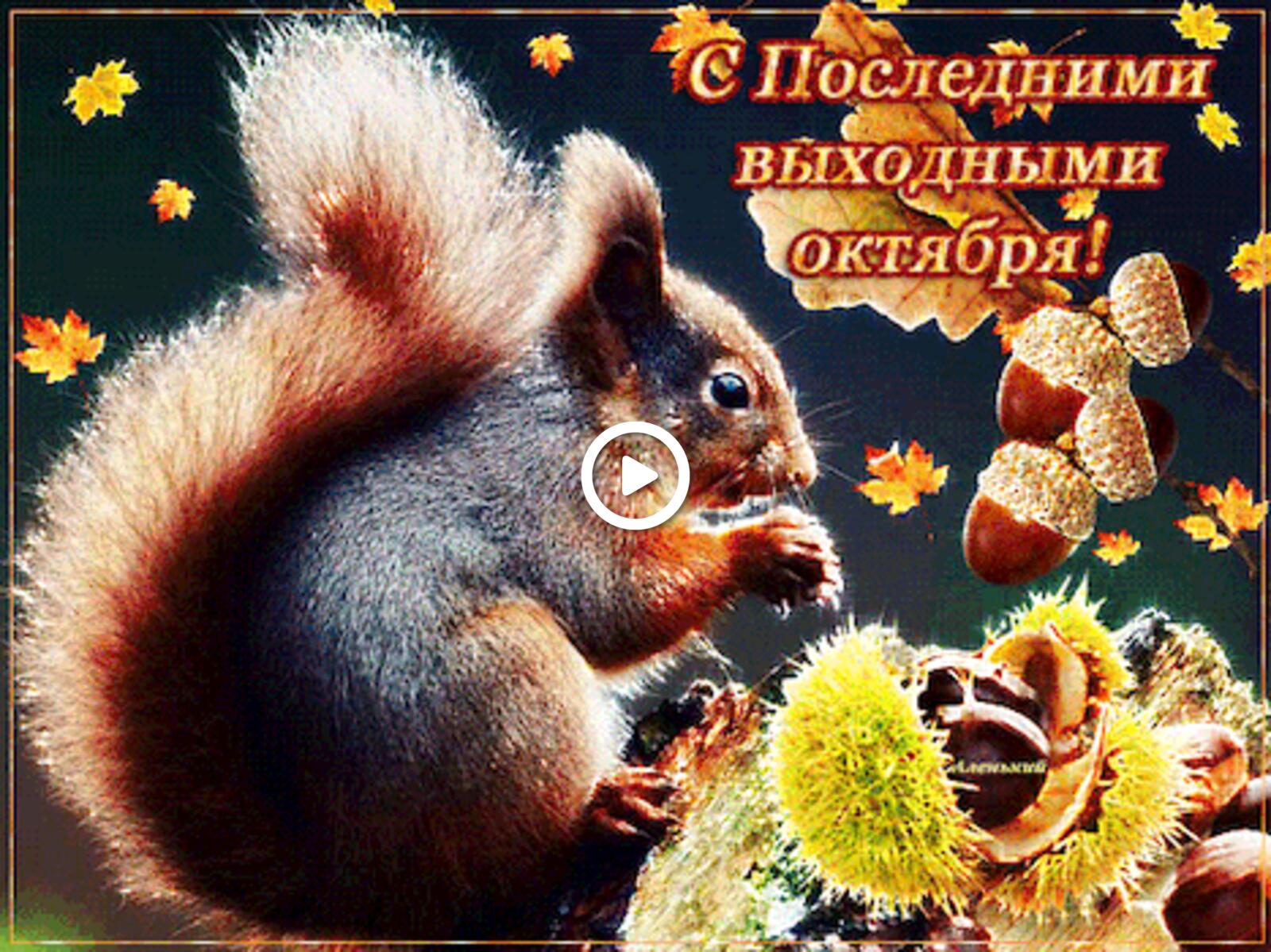 A postcard on the subject of squirrel happy last day of october last day of october for free