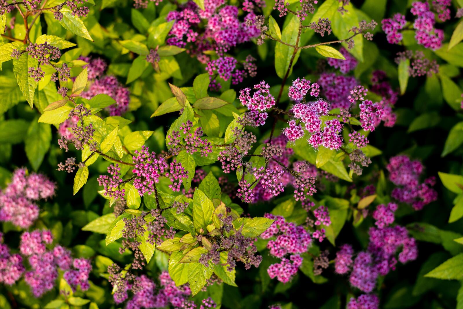 Free photo A large lilac bush